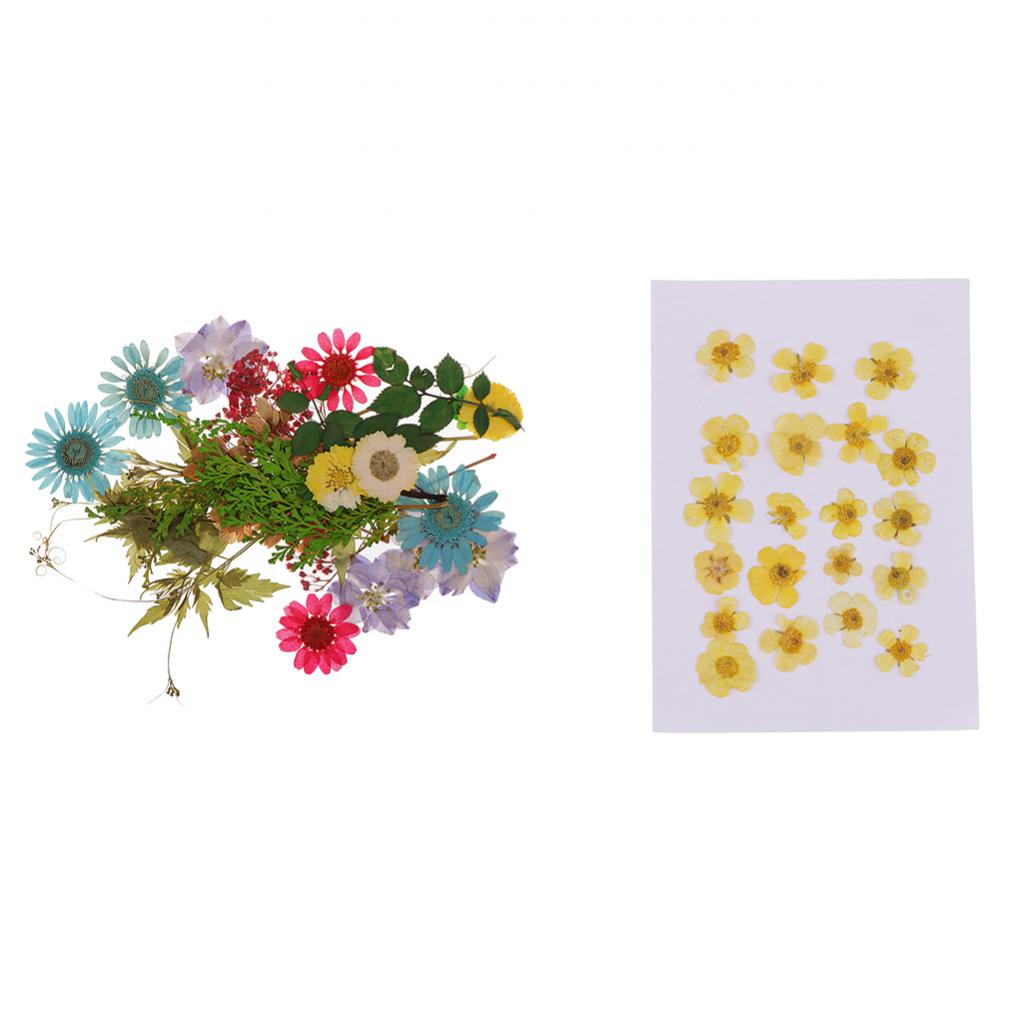50pcs Mixed Natural Pressed Dried Flowers Leaves Art Craft