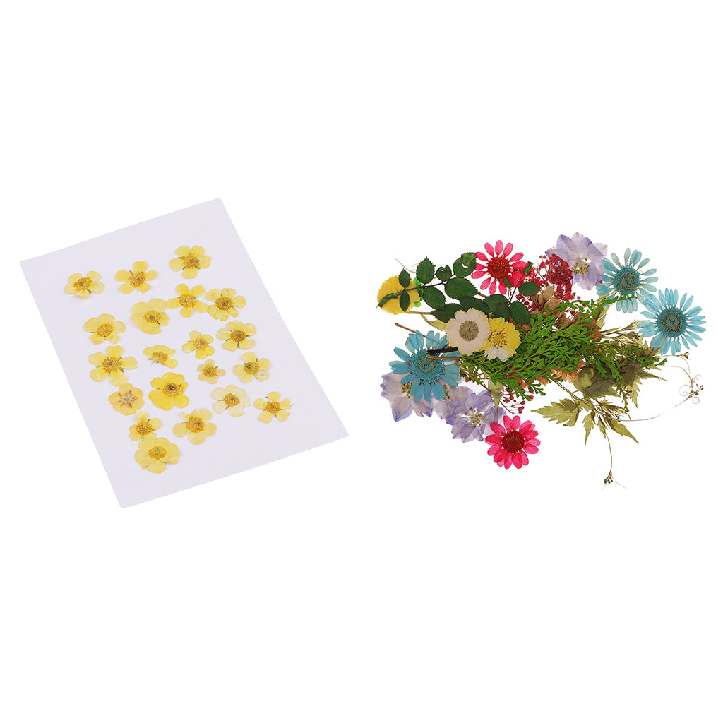 50pcs Mixed Natural Pressed Dried Flowers Leaves Art Craft