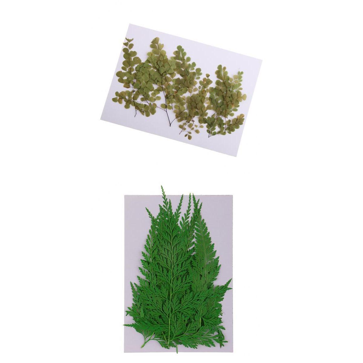 22 Pieces Pressed Leaves Natural Dried Flowers for Scrapbooking Card making