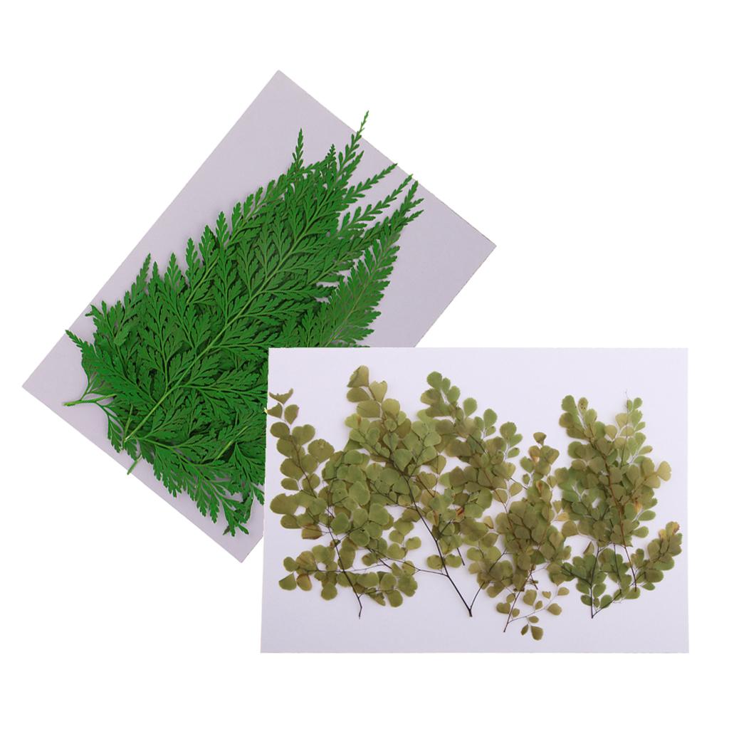 22 Pieces Pressed Leaves Natural Dried Flowers for Scrapbooking Card making