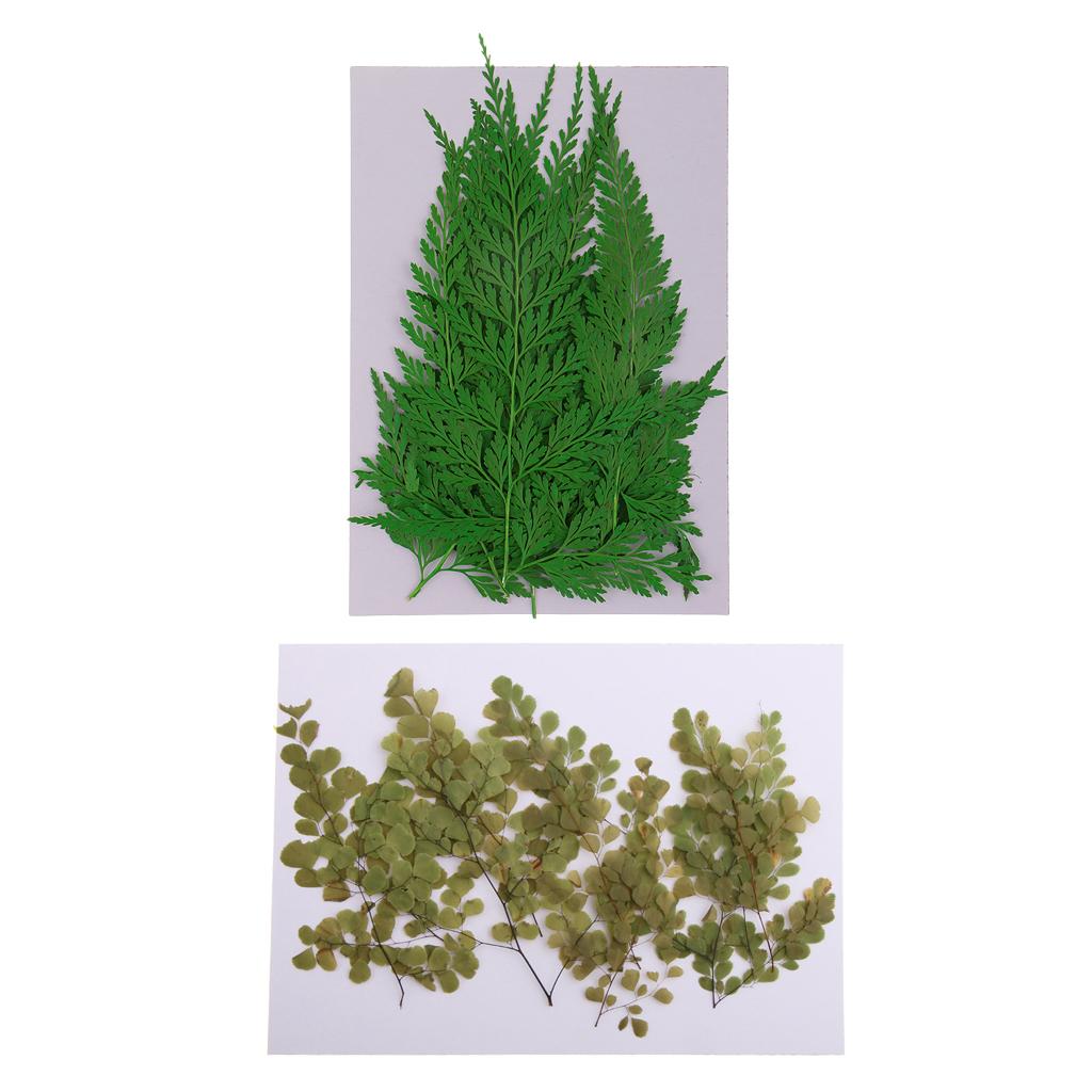 22 Pieces Pressed Leaves Natural Dried Flowers for Scrapbooking Card making