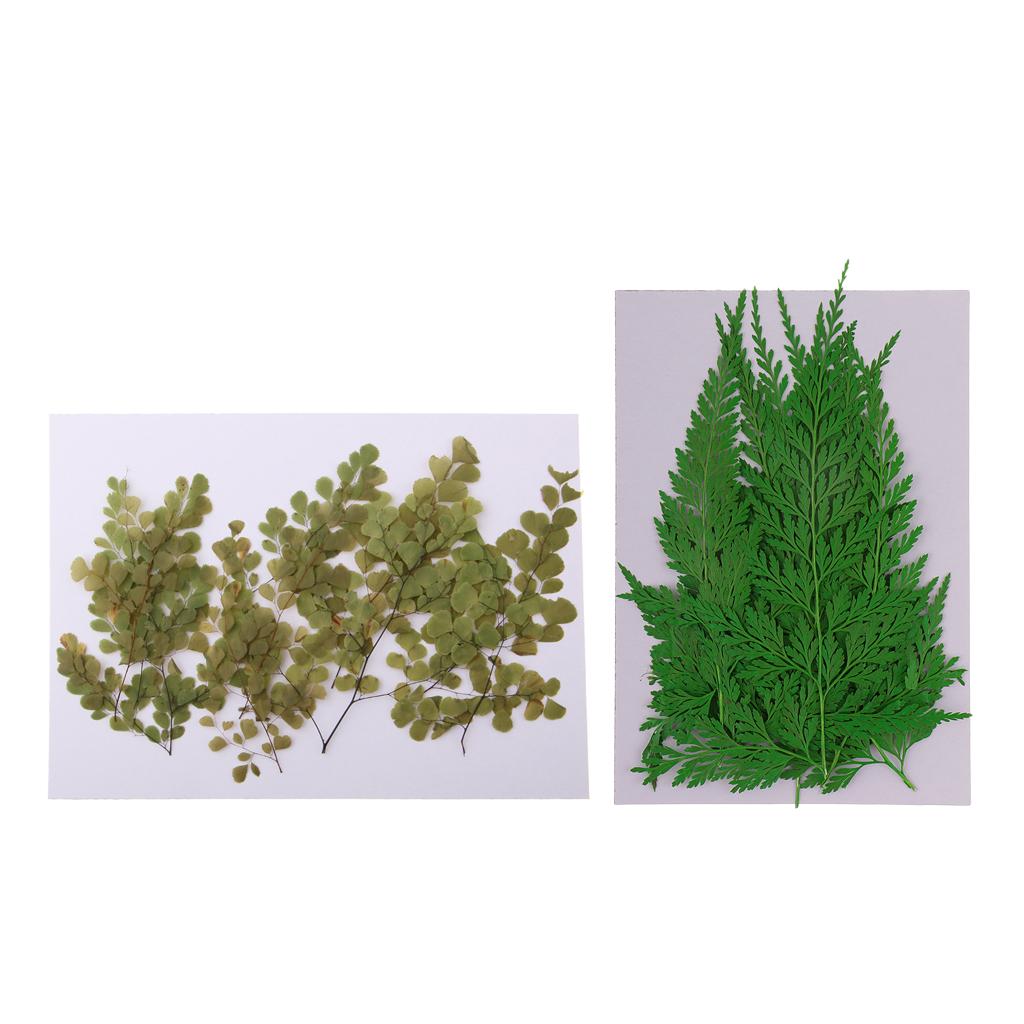 22 Pieces Pressed Leaves Natural Dried Flowers for Scrapbooking Card making