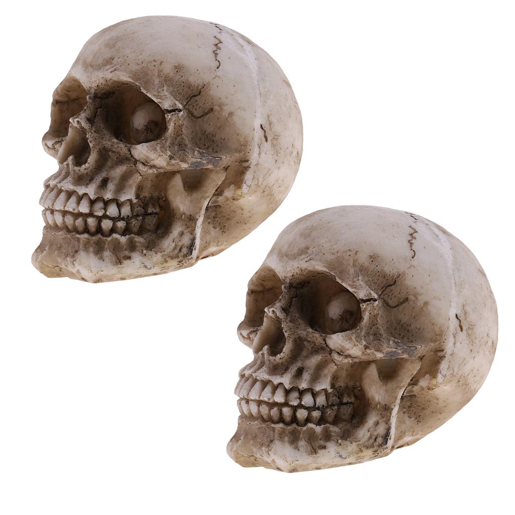 2 Pieces Small Human Head Skeleton Skull Figurines Resin Toy Collectibles