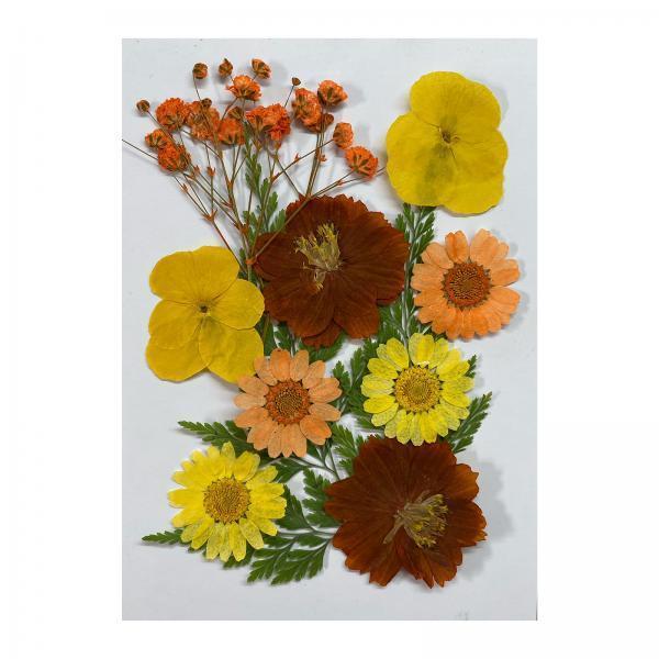 2xDried Flowers Crafts Multipurpose for Table Decorations Furniture Phone Case Orange yellow