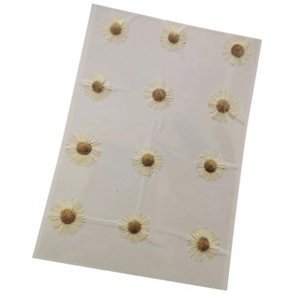 2x12x Dried Pressed Flowers DIY Art Crafts for Bookmarks Envelopes Soap Making White