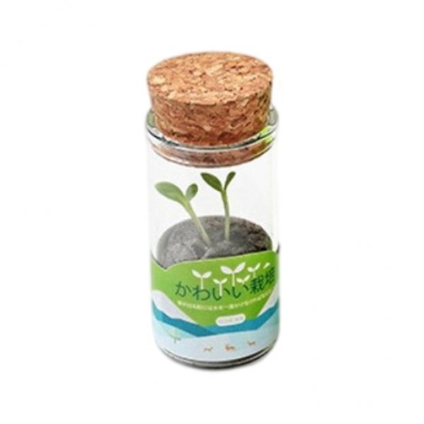 2xMini Glass Vase DIY Seed Planting Hydroponics Herb Bonsai Green