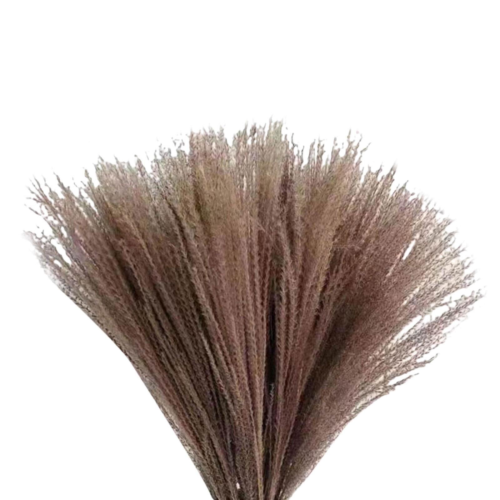 10x Reed Flowers Dried Pampas Grass for Vase Home Decoration Photo Props