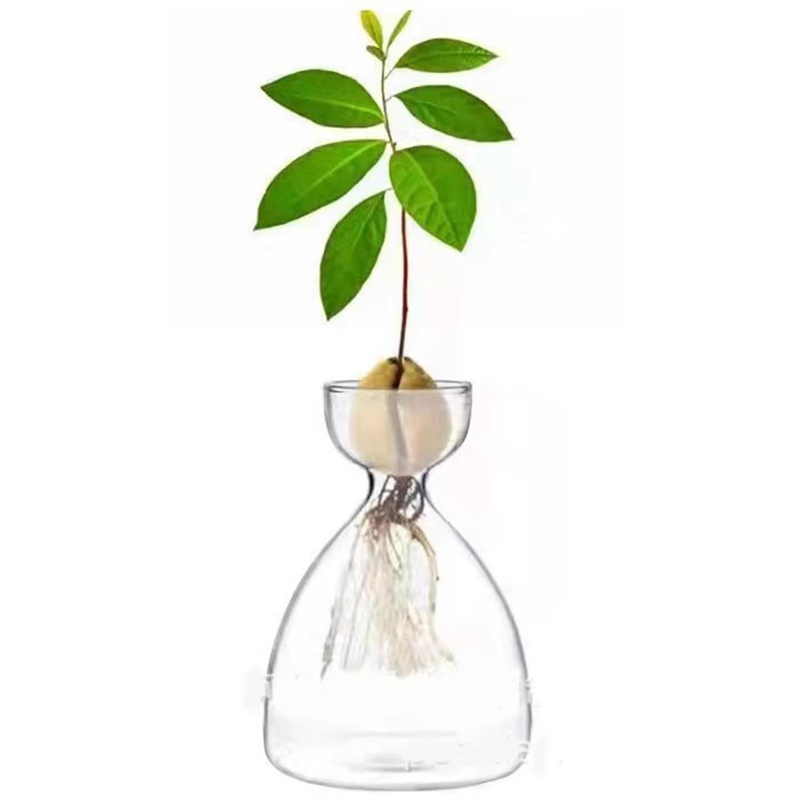Avocado Seed Starter Vase Avocado Bottle for Growing Kit for Birthday Families