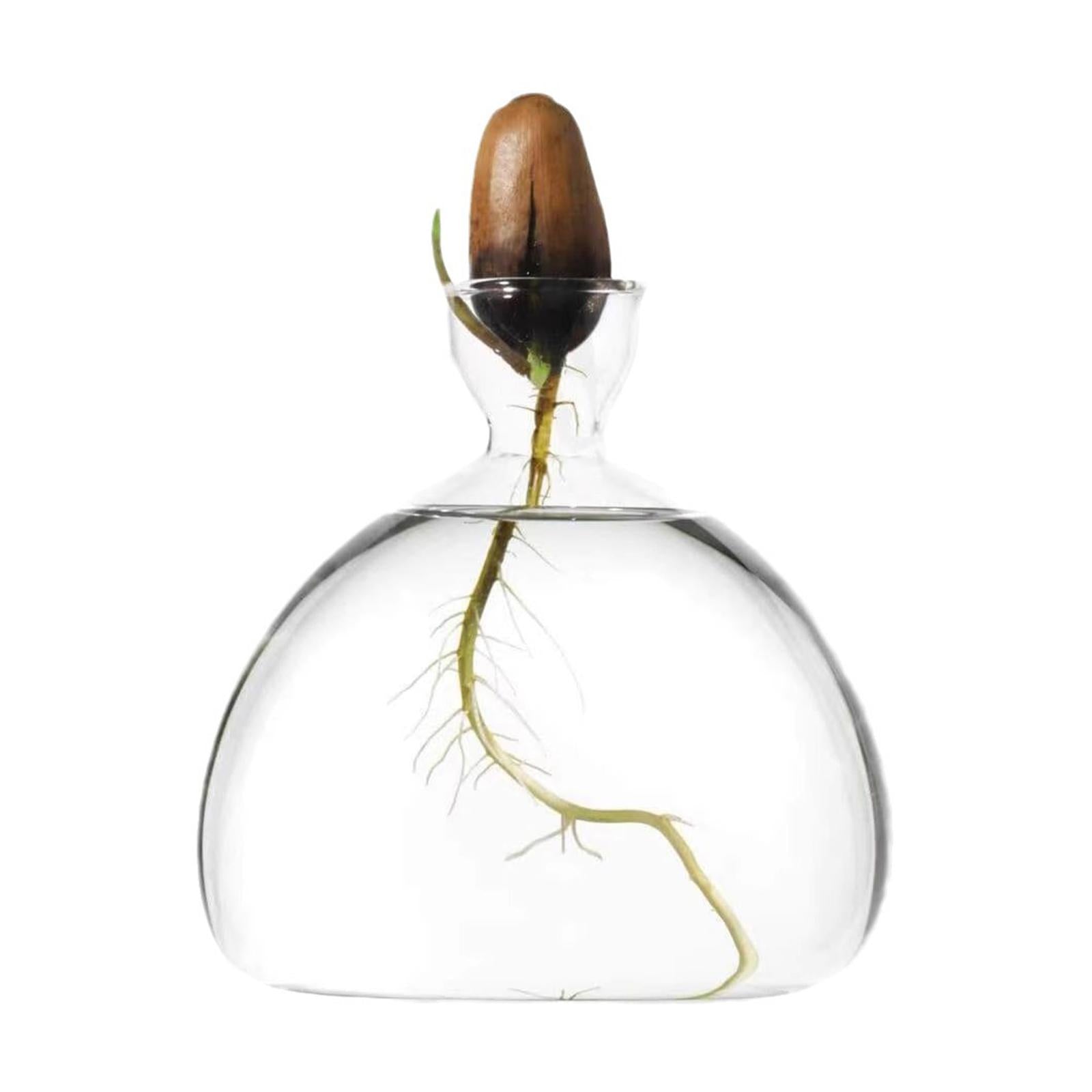 Avocado Seed Starter Vase Avocado Bottle for Growing Kit for Birthday Families