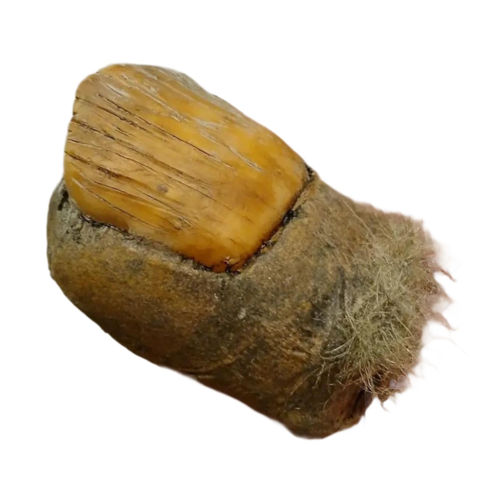 Big Toe Statue Home Decor Creative Funny Ornament for Table Bedroom Entrance