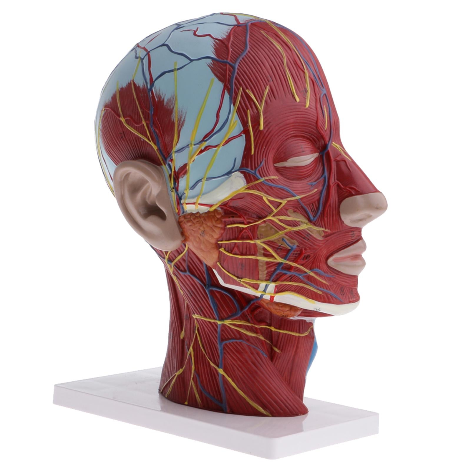 2PCS Median Section of 1:1 Human Head & Neck Superficial Muscle Nerve Model