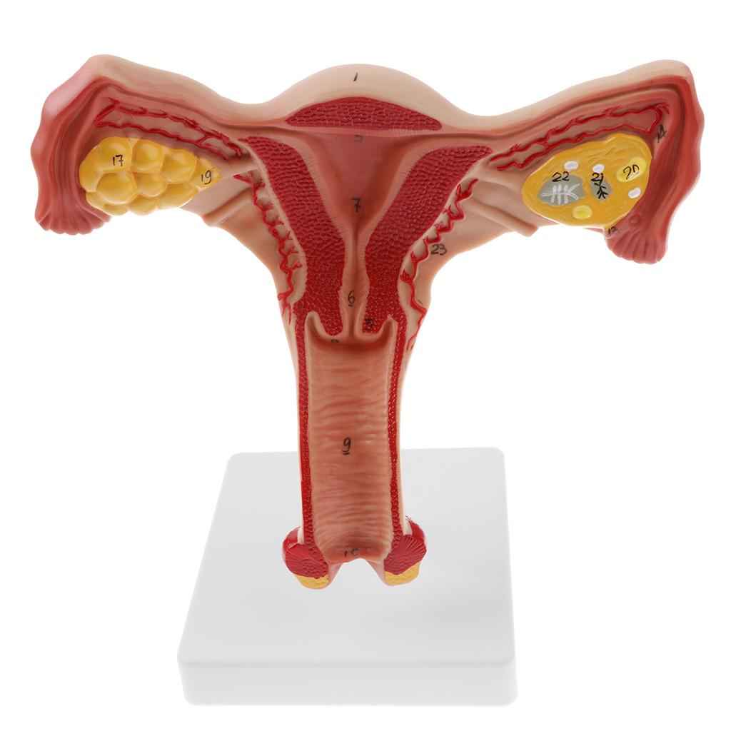 Lifesize Human Female Uterus Ovary Model Educative Lab Teaching Equipment Kits
