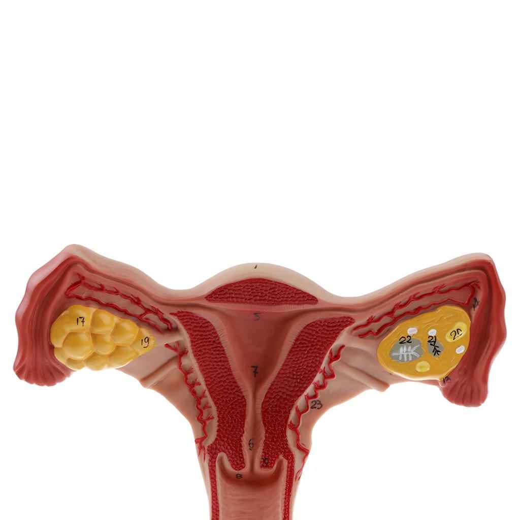 Lifesize Human Female Uterus Ovary Model Educative Lab Teaching Equipment Kits