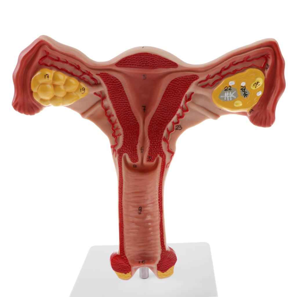 Lifesize Human Female Uterus Ovary Model Educative Lab Teaching Equipment Kits