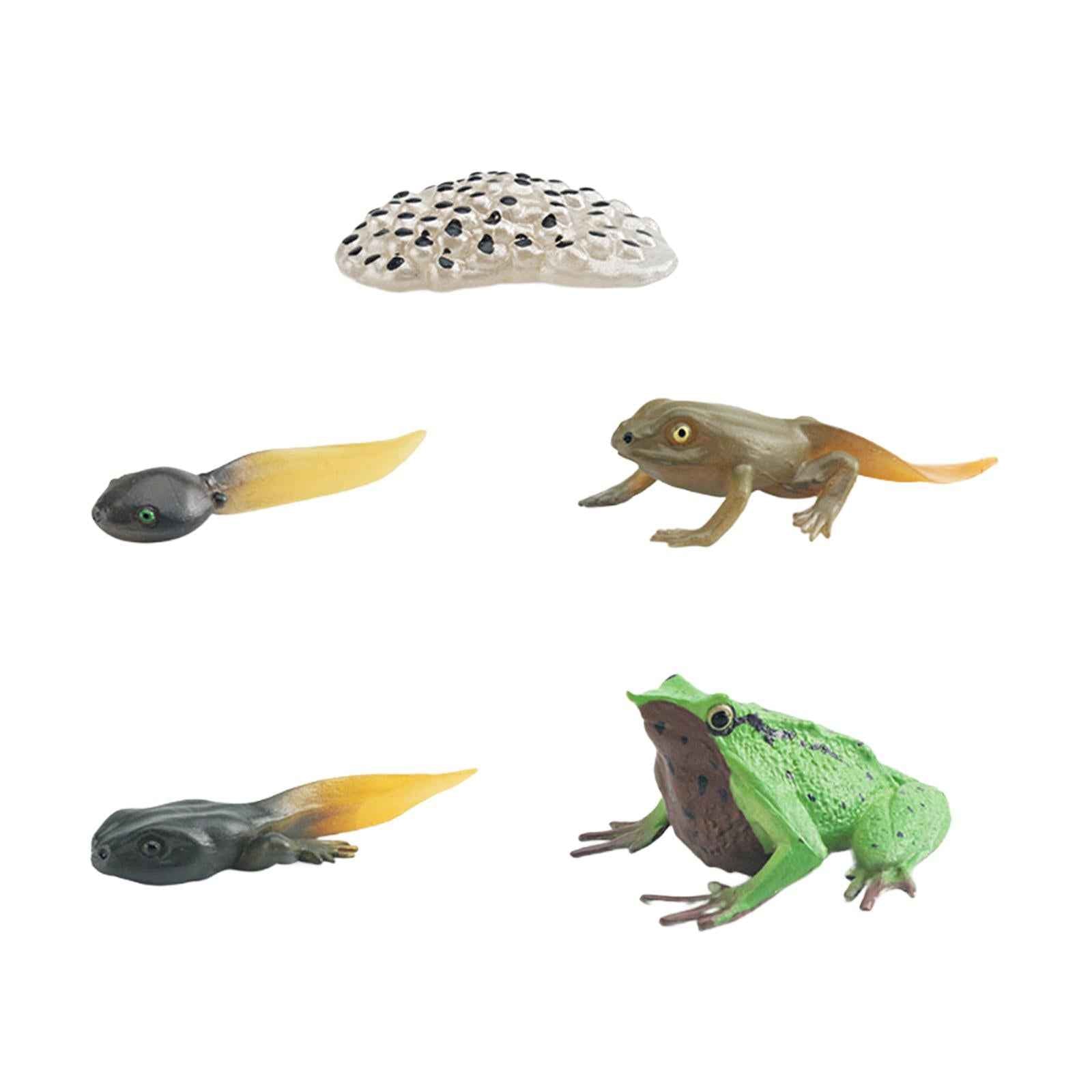 Life Cycle of Frog Toys Cognitive Science Teaching Materials Montessori Toys