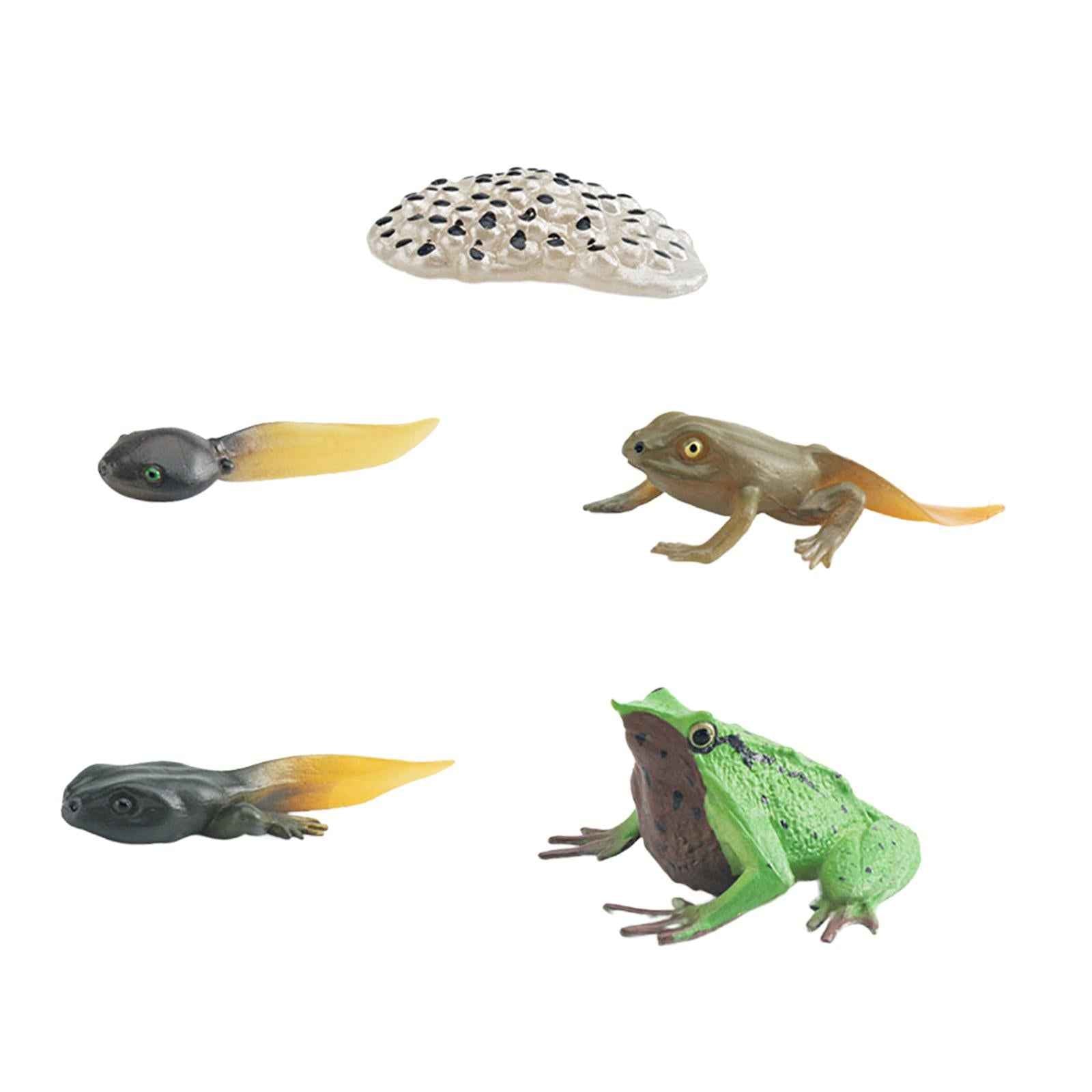 Life Cycle of Frog Toys Cognitive Science Teaching Materials Montessori Toys