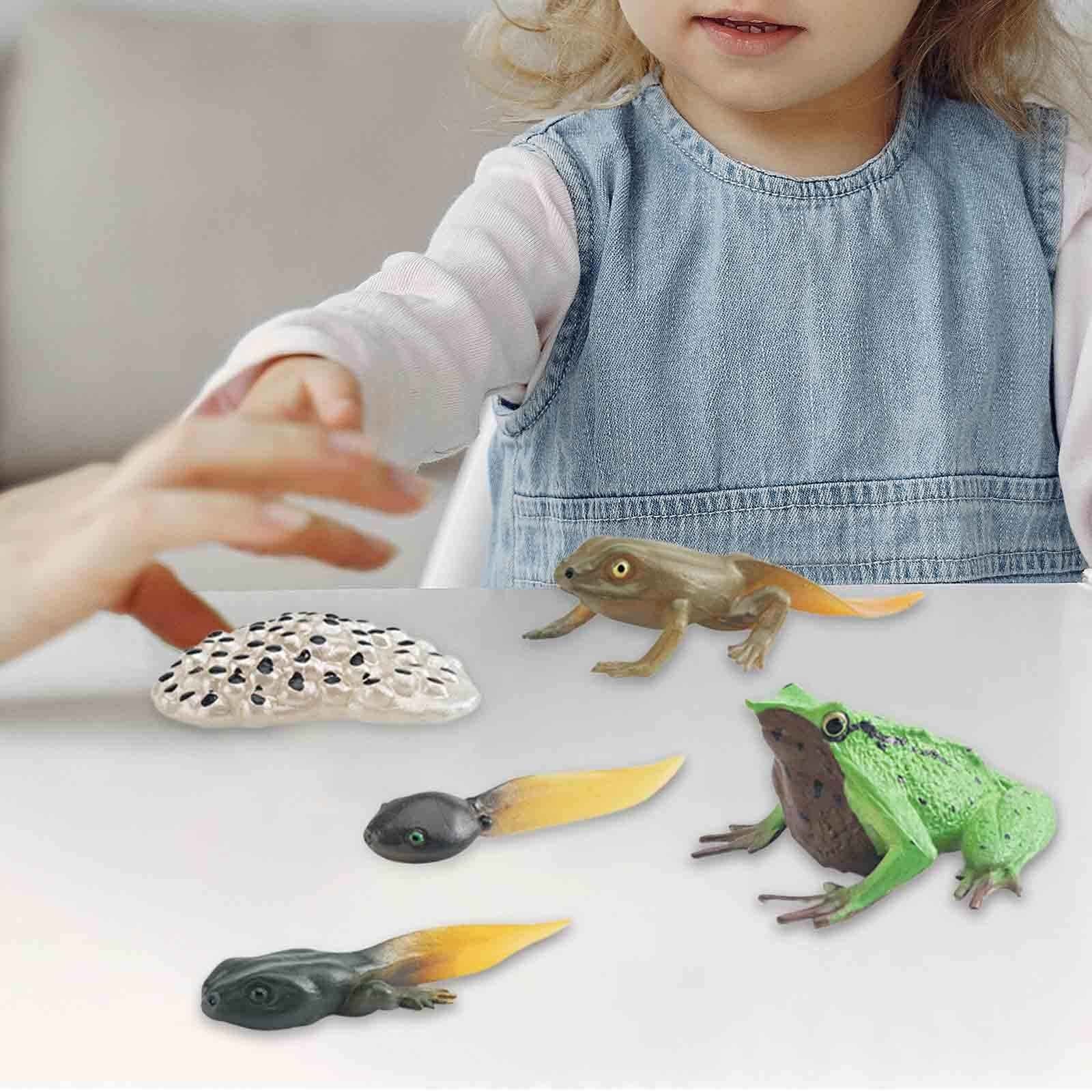 Life Cycle of Frog Toys Cognitive Science Teaching Materials Montessori Toys
