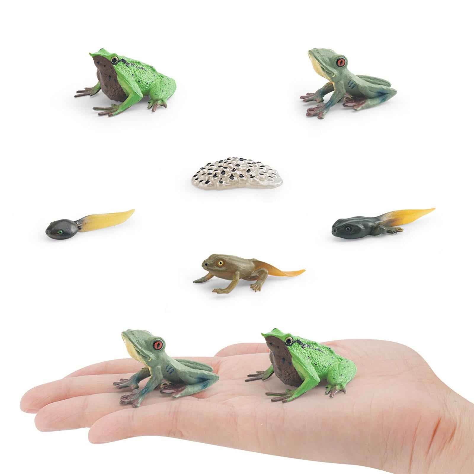 Life Cycle of Frog Toys Cognitive Science Teaching Materials Montessori Toys