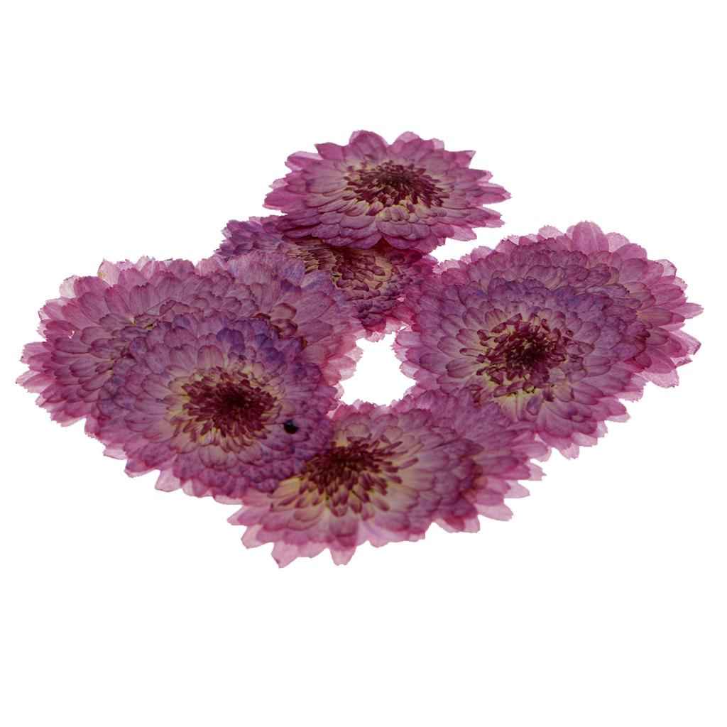 10 Pcs Dried Pressed Flowers for DIY Scrapbooking Crafts Purple Daisy