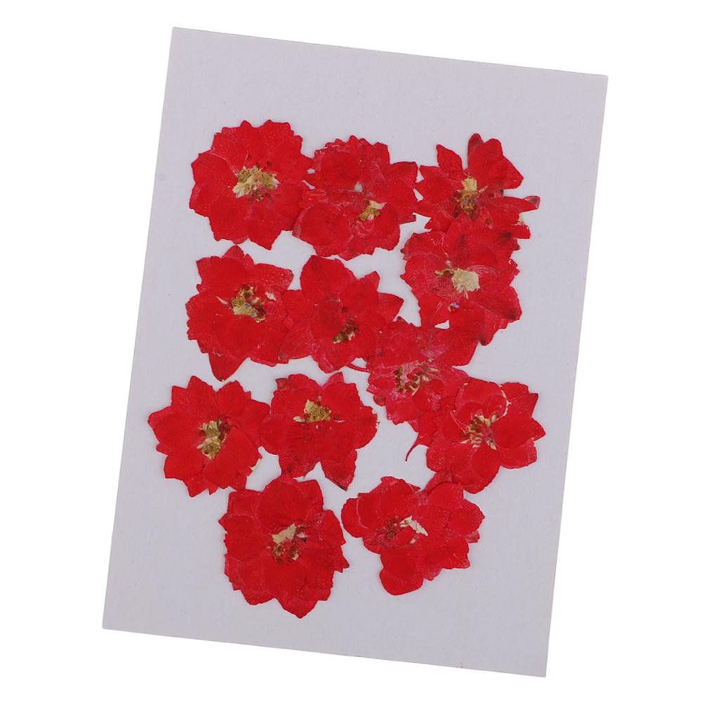 24Pcs Real Pressed Flowers Dried Larkspur DIY Crafts Decoration Red and Pink