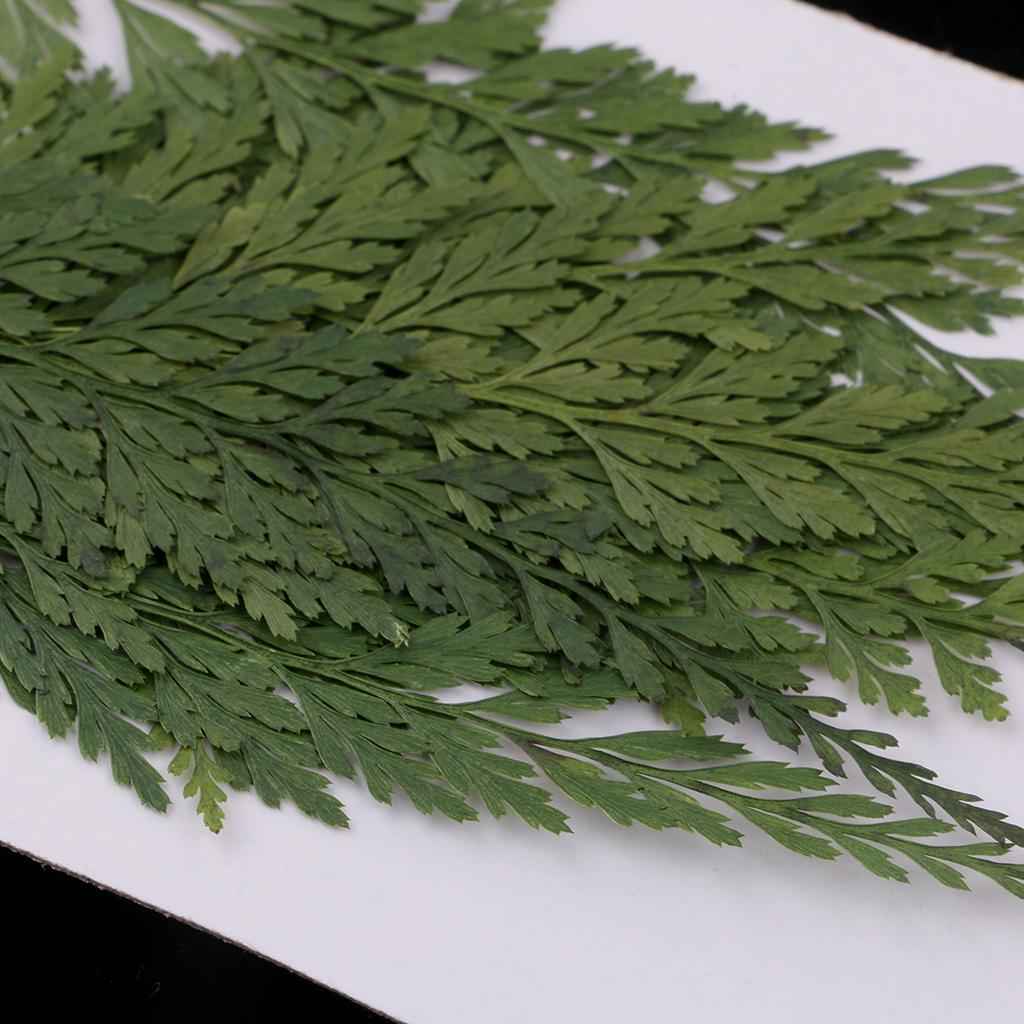 12 Pieces 7-8cm Length Real Pressed Leaves Dried Flowers Embellishments for Card making Scrapbooking Art Crafts DIY Handmade Floral Decorations