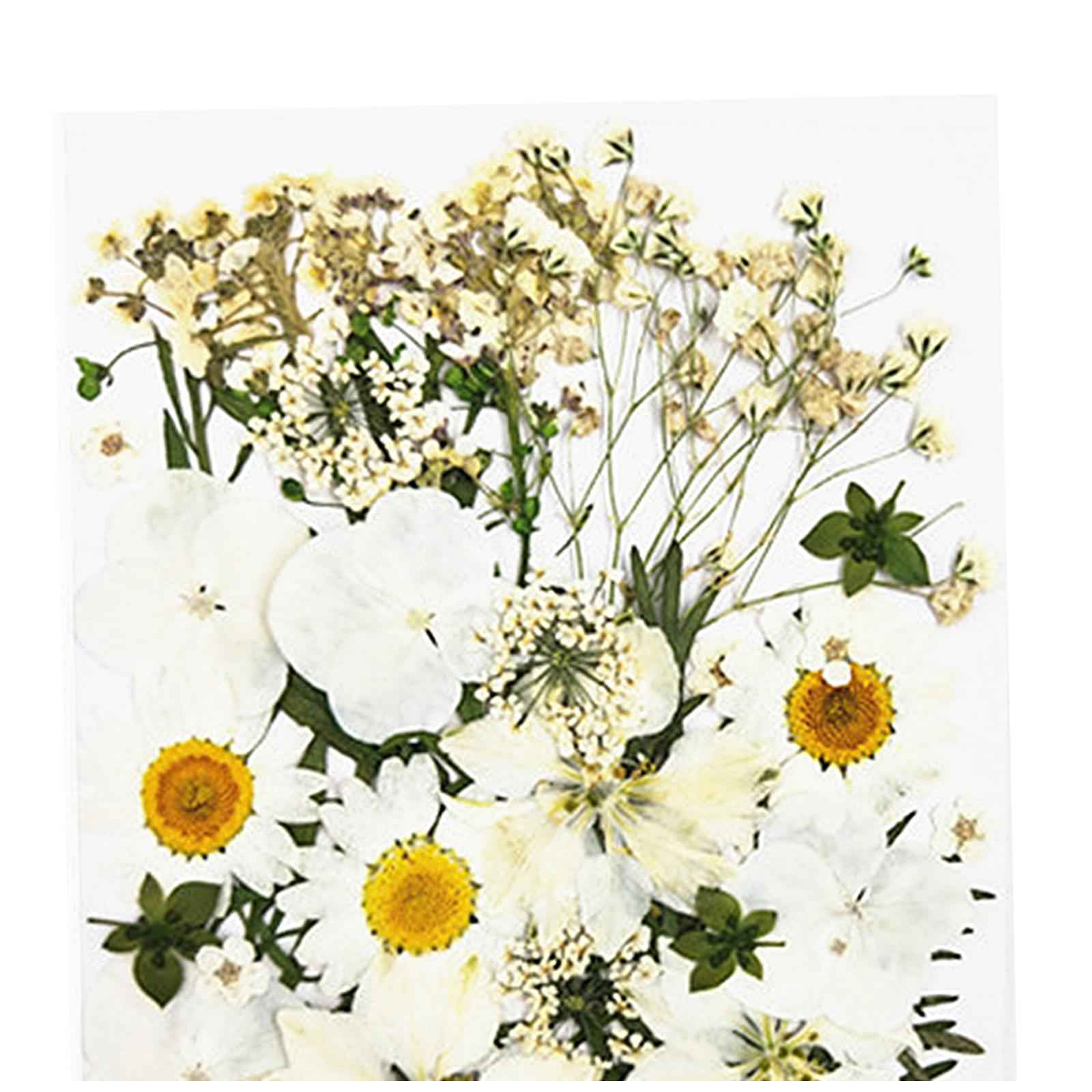 Real Dried Flowers Petals Art Craft Epoxy Resin Jewelery Soap Making White