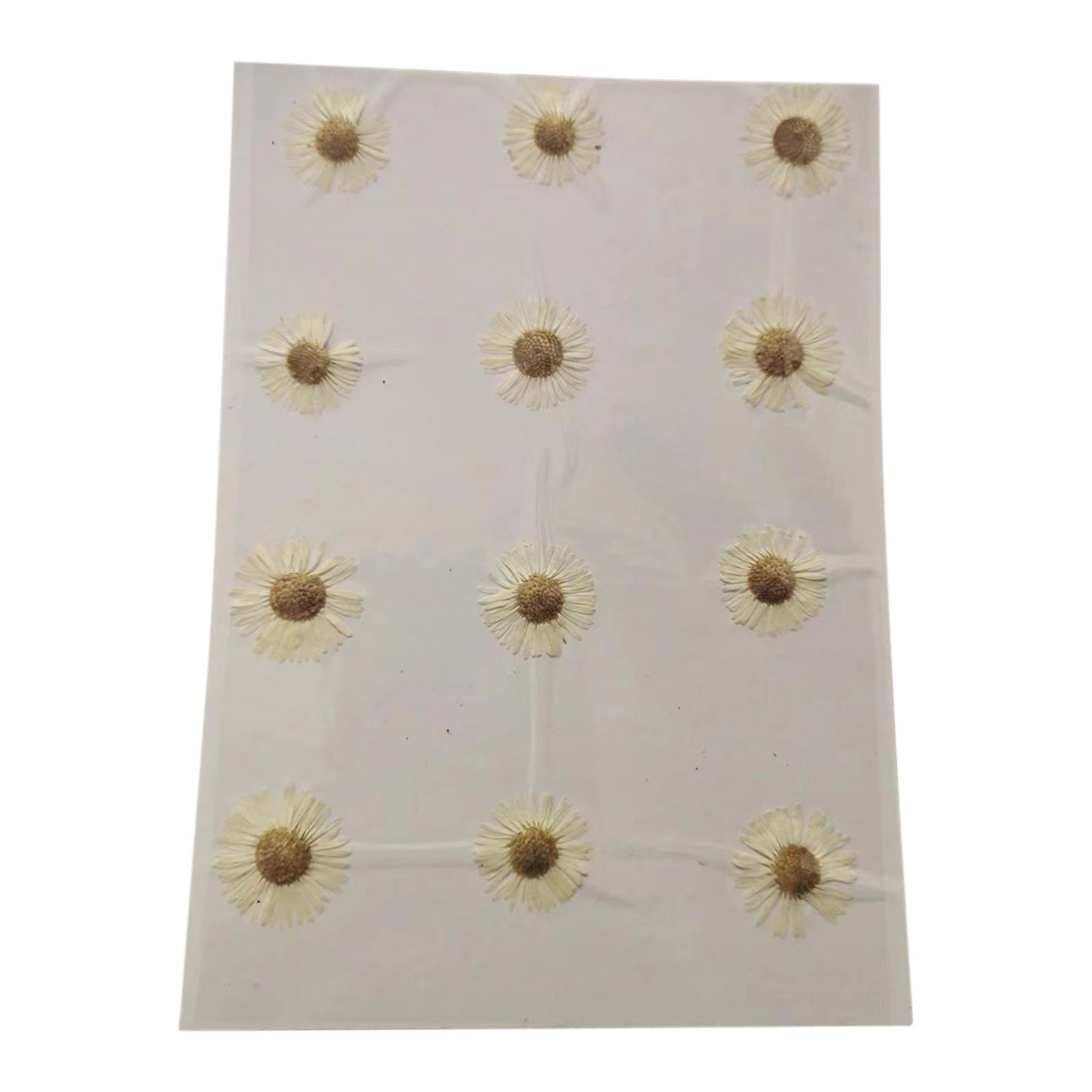 2x12x Dried Pressed Flowers DIY Art Crafts for Bookmarks Envelopes Soap Making White