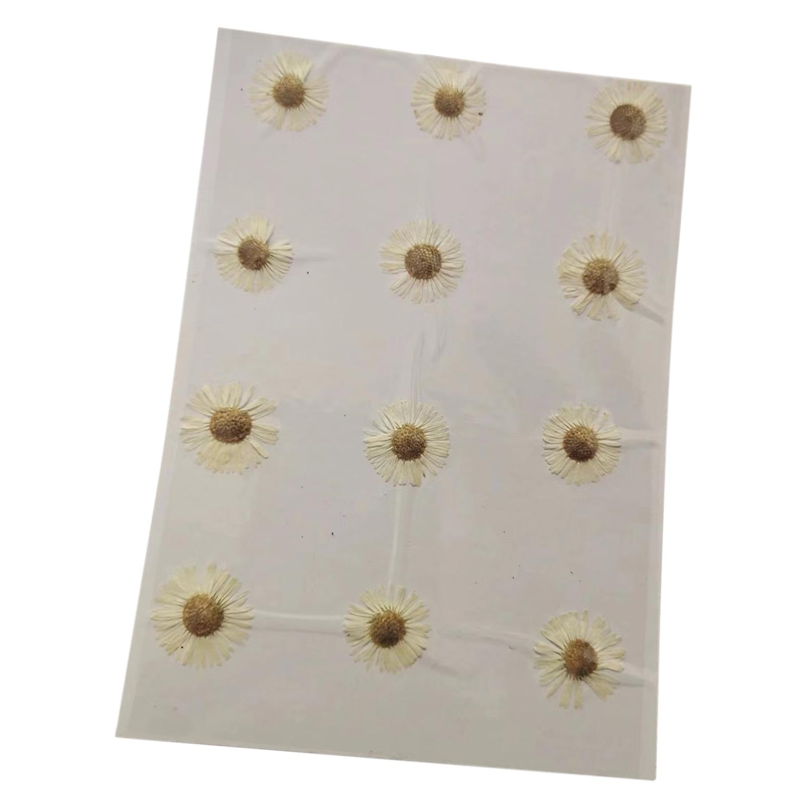 2x12x Dried Pressed Flowers DIY Art Crafts for Bookmarks Envelopes Soap Making White