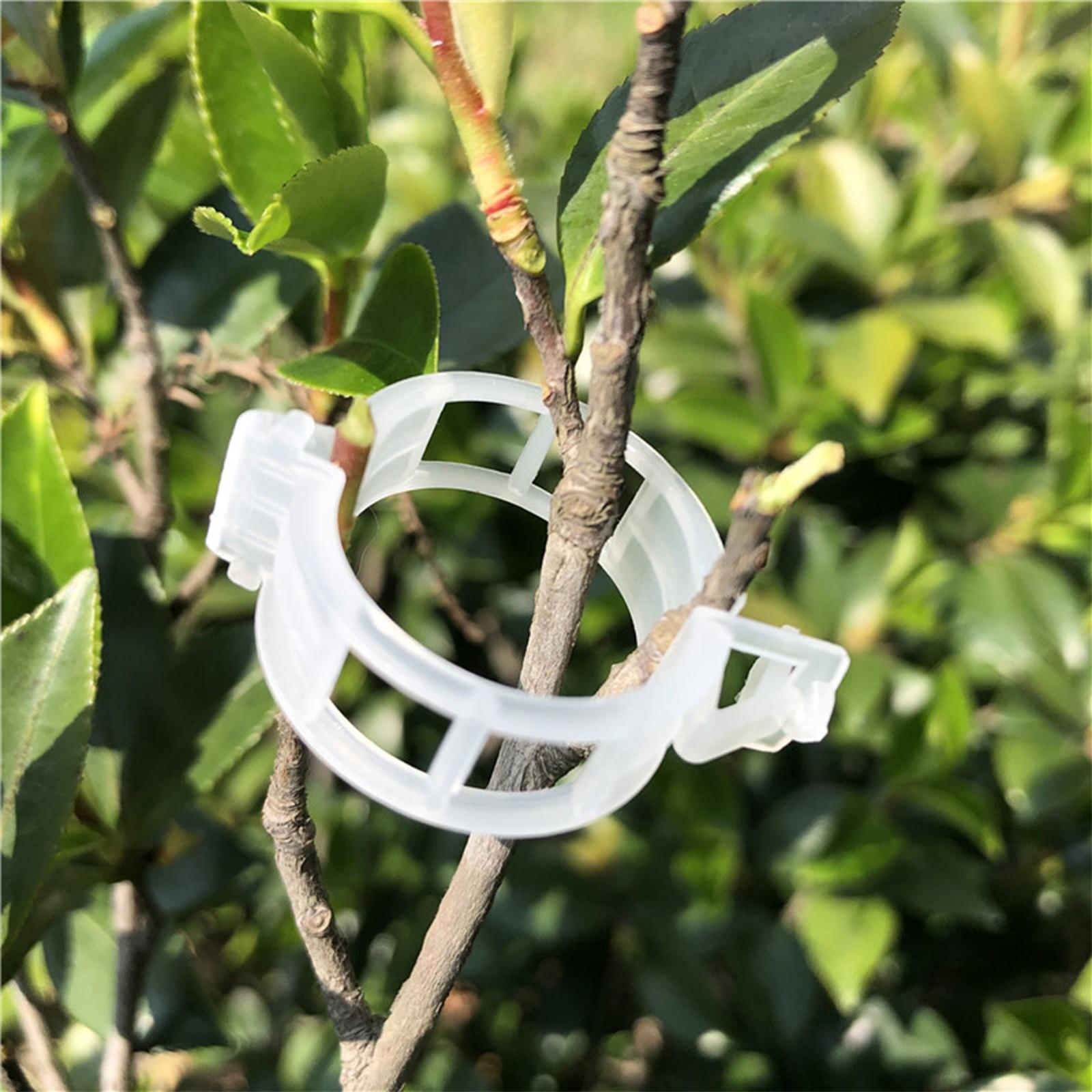 Adjustable Climbing Plant Support Plant Trellis for Outdoor Vegetable Tomato