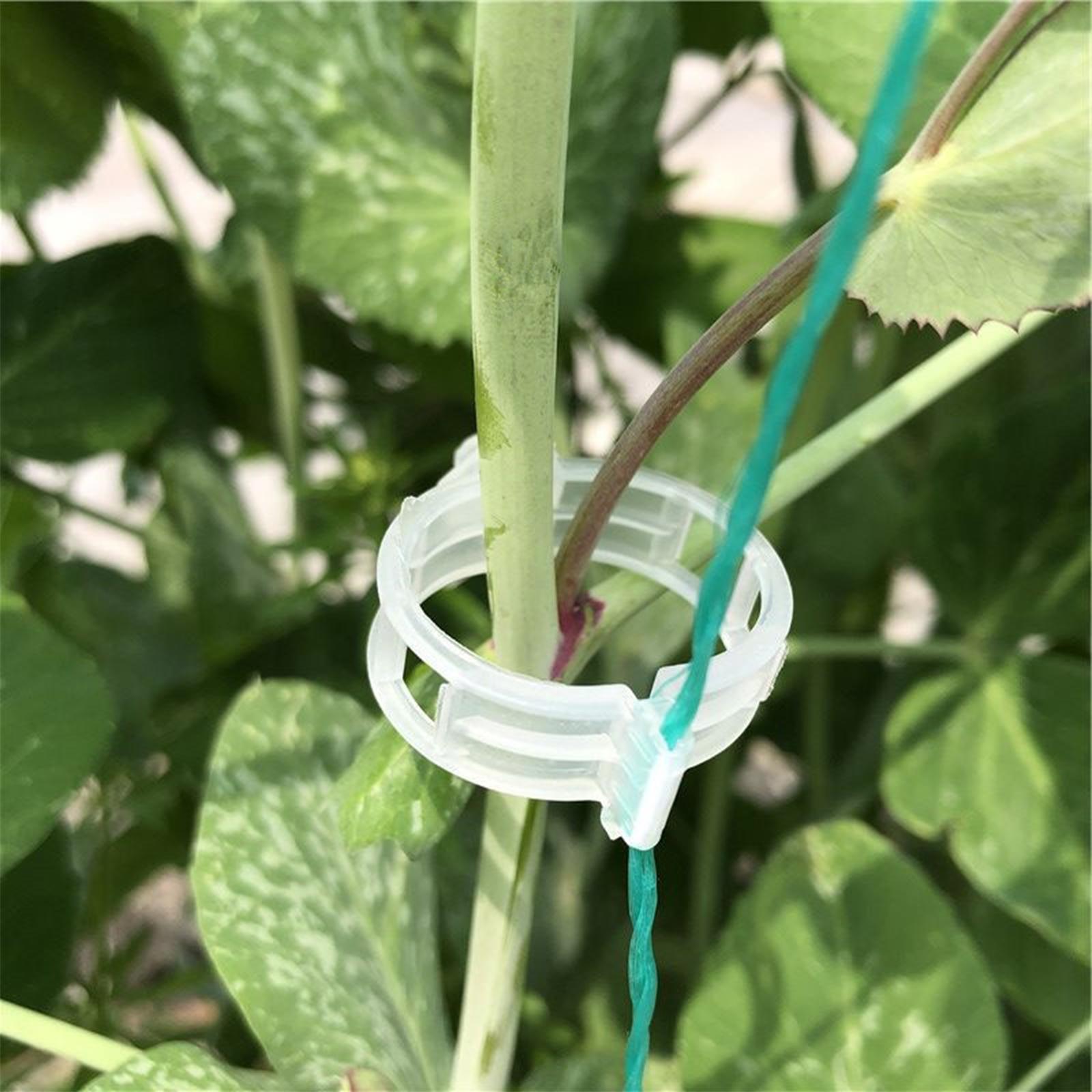 Adjustable Climbing Plant Support Plant Trellis for Outdoor Vegetable Tomato