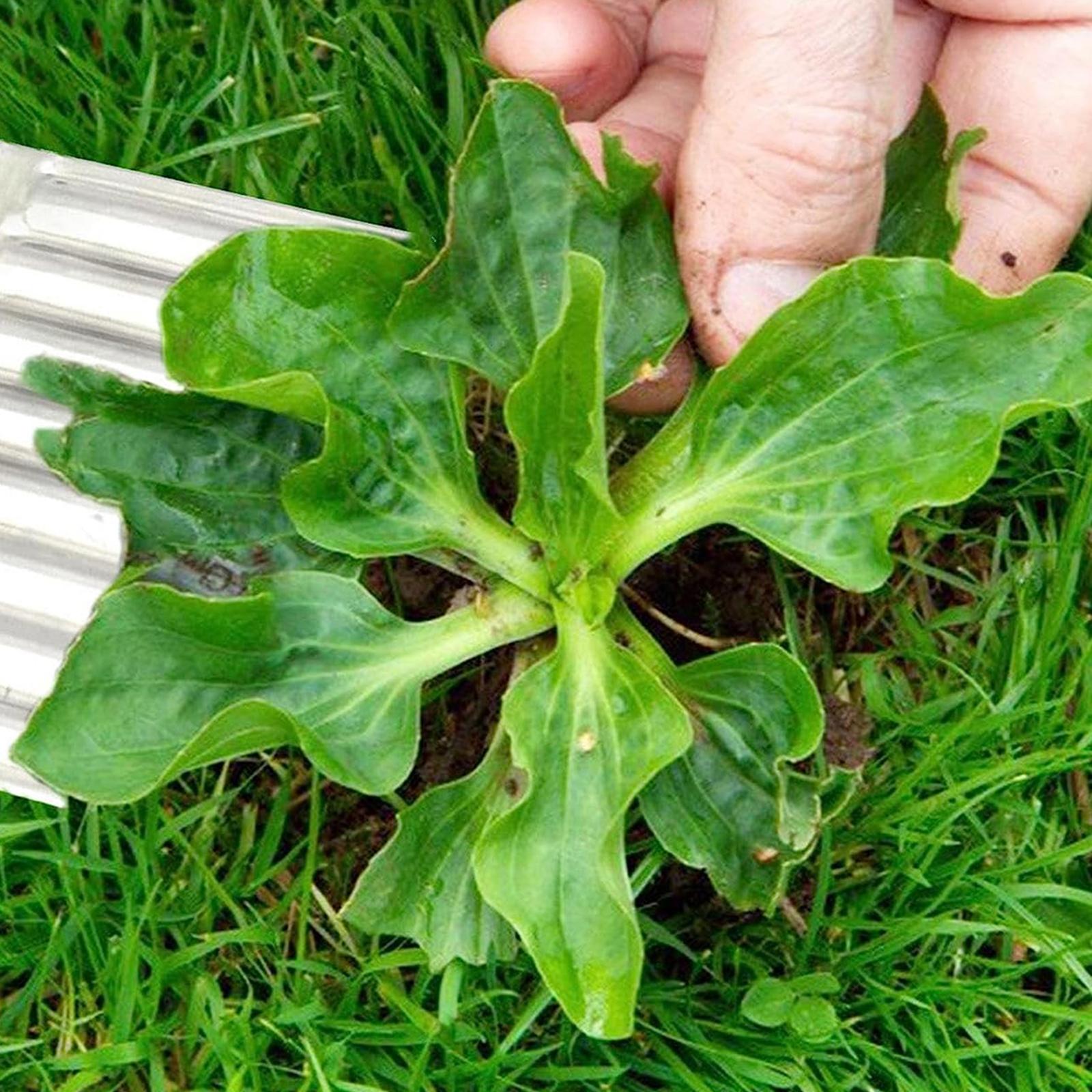 2xCrevice Sidewalk Crack Weeder Manual Gardening Tool for Patio Lawn Balconies red