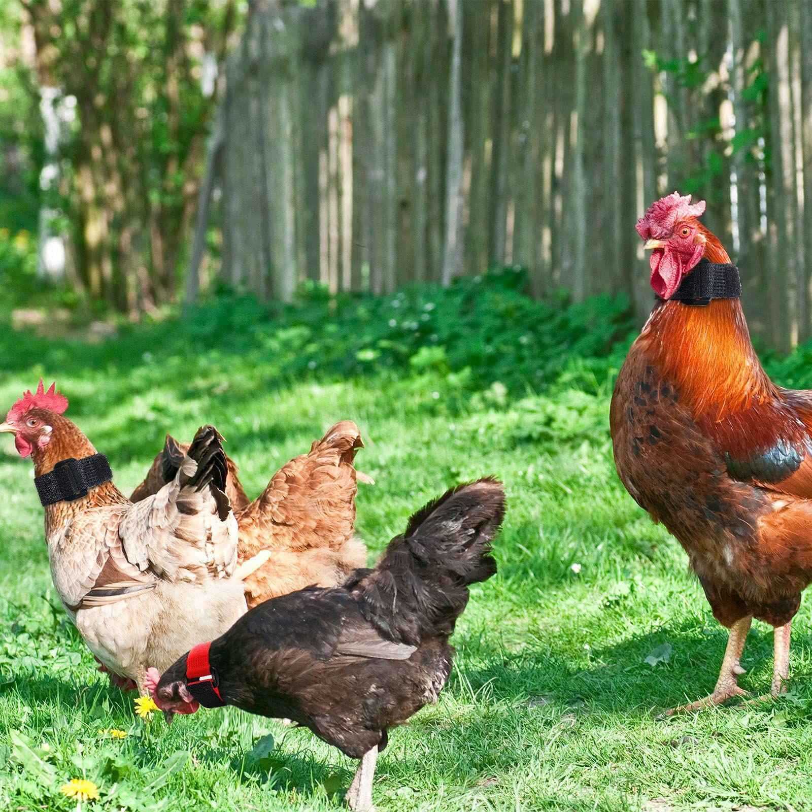4pcs Cockerel Rooster Quiet Collar No Crow Anti Noise Neck Band Belt