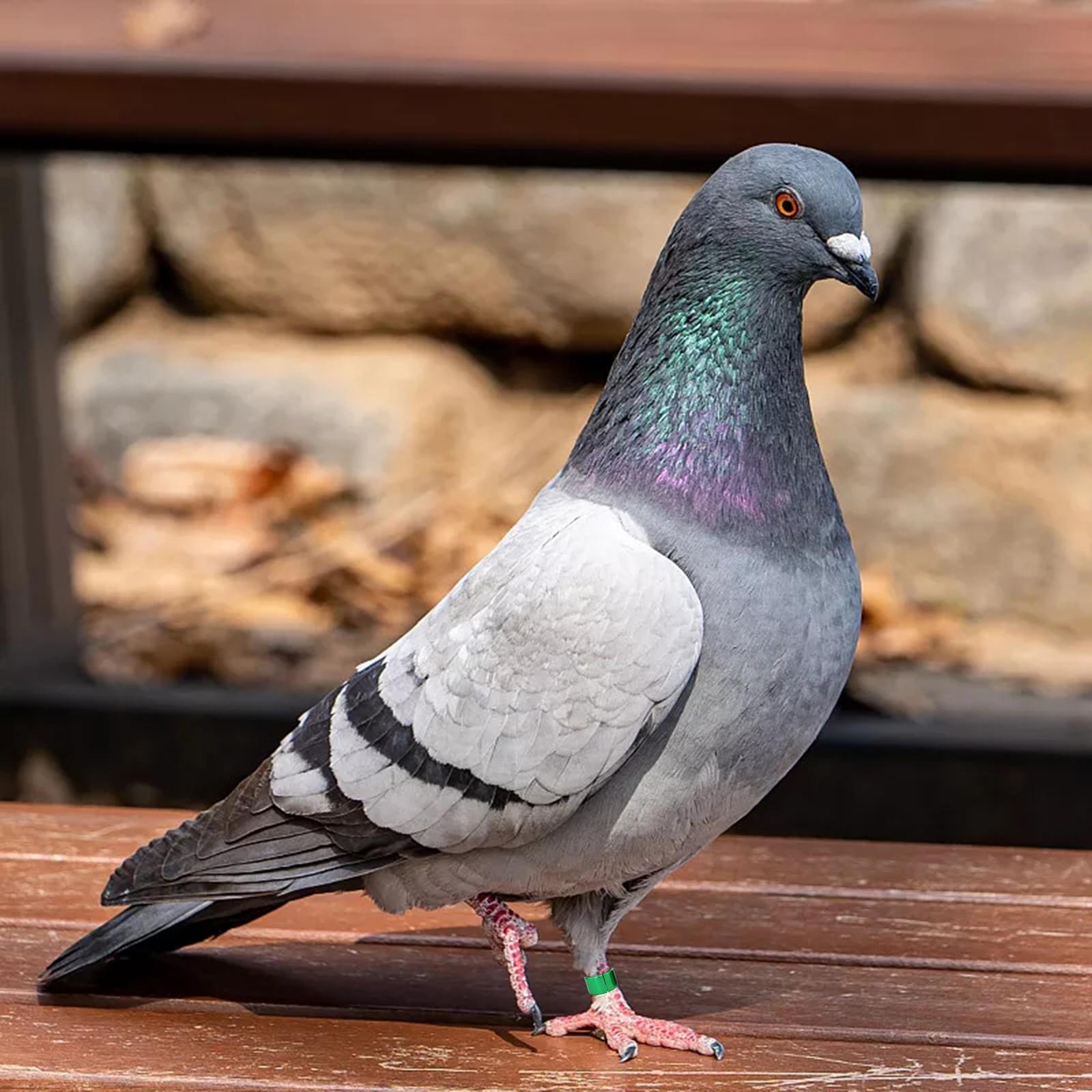 12x Pigeon Leg Foot Rings Reusable Bird Dove for Poultry Quail Leg Bands
