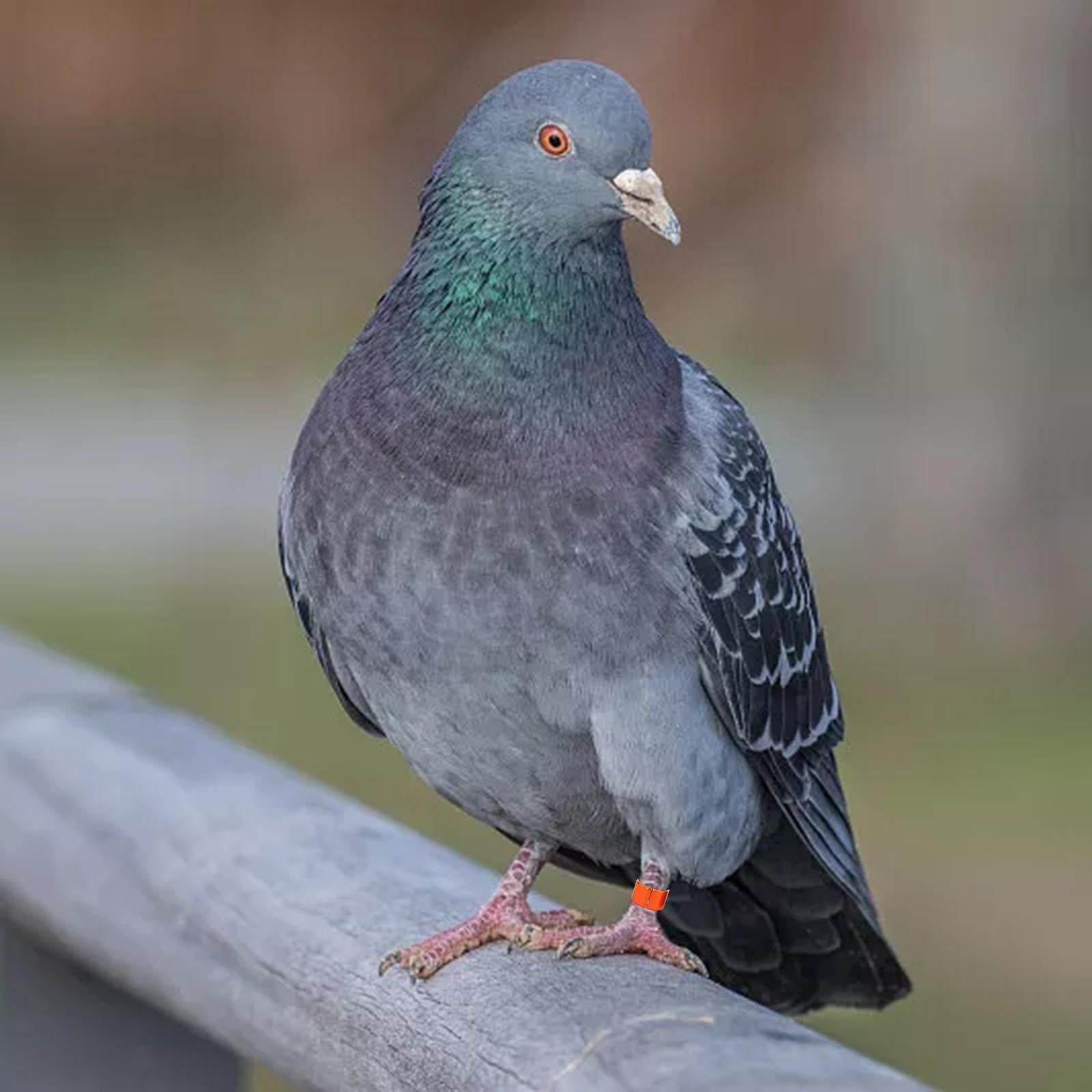12x Pigeon Leg Foot Rings Reusable Bird Dove for Poultry Quail Leg Bands