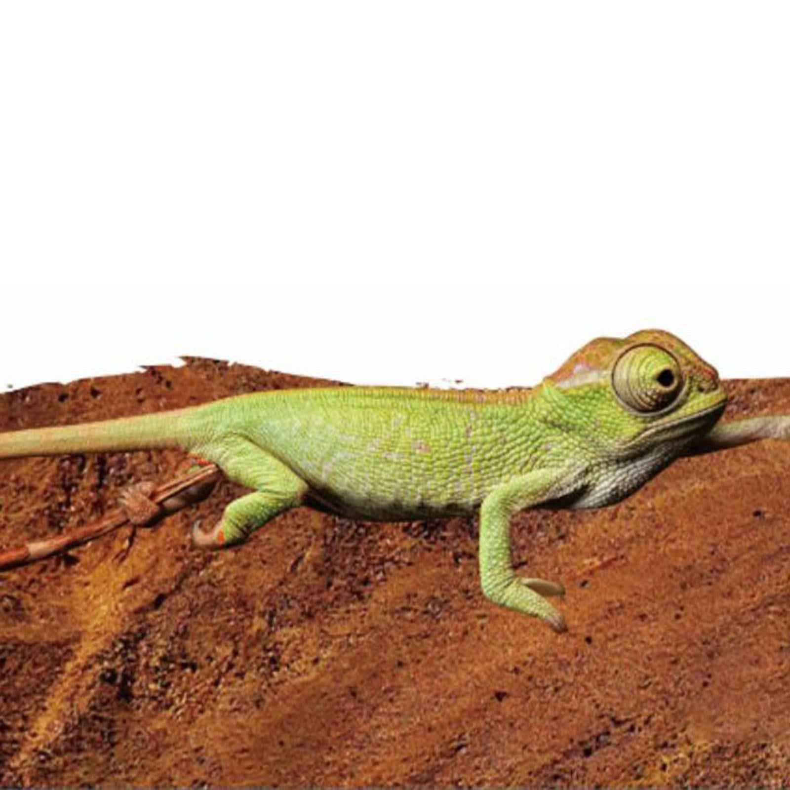 Reptile Food Water Bowl Plate Feeding Tray for Terrapin Chameleon Lizard