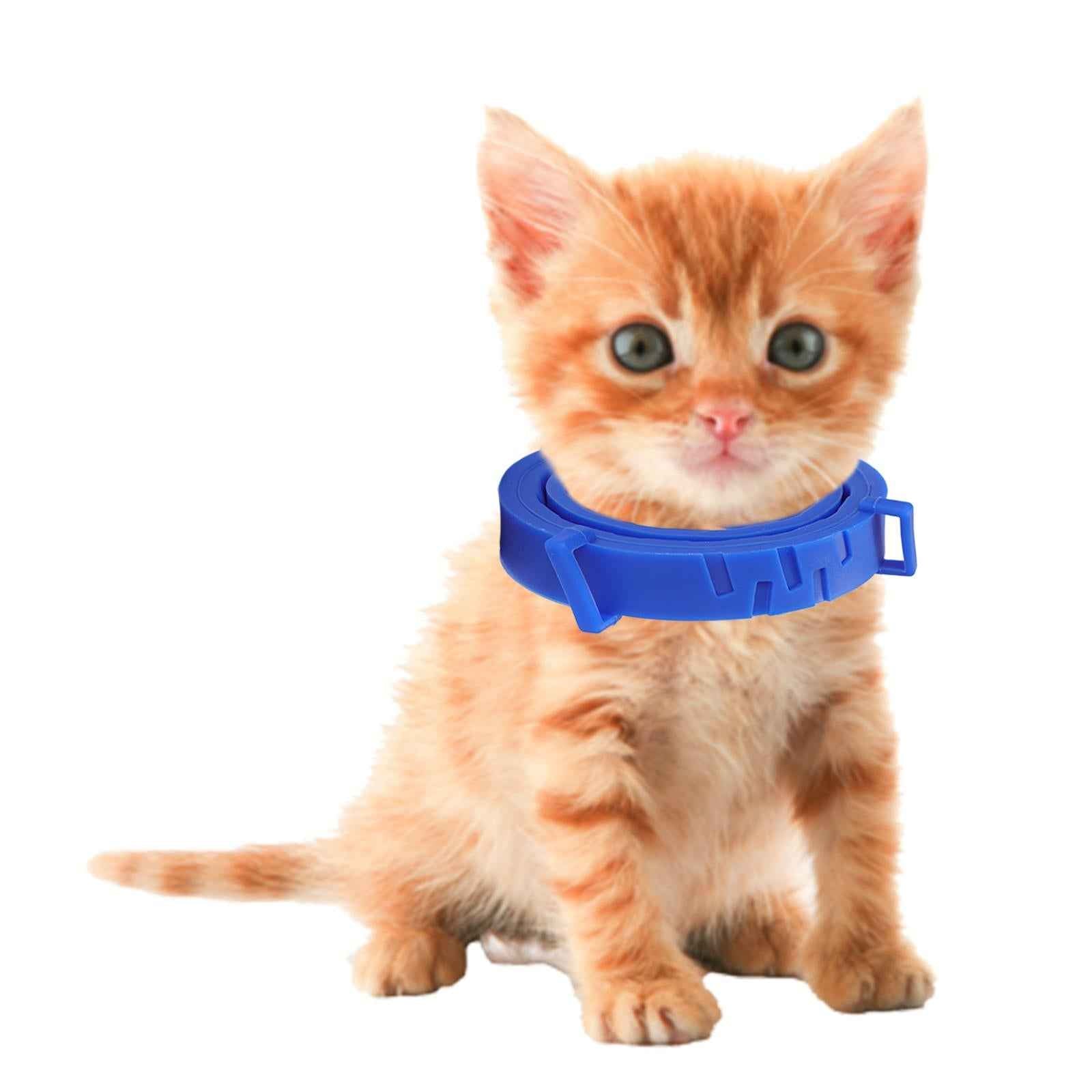 Anti Flea and Tick Neck Kitten Portable 8 Months Protection Dogs Flea Collar blue 70cm