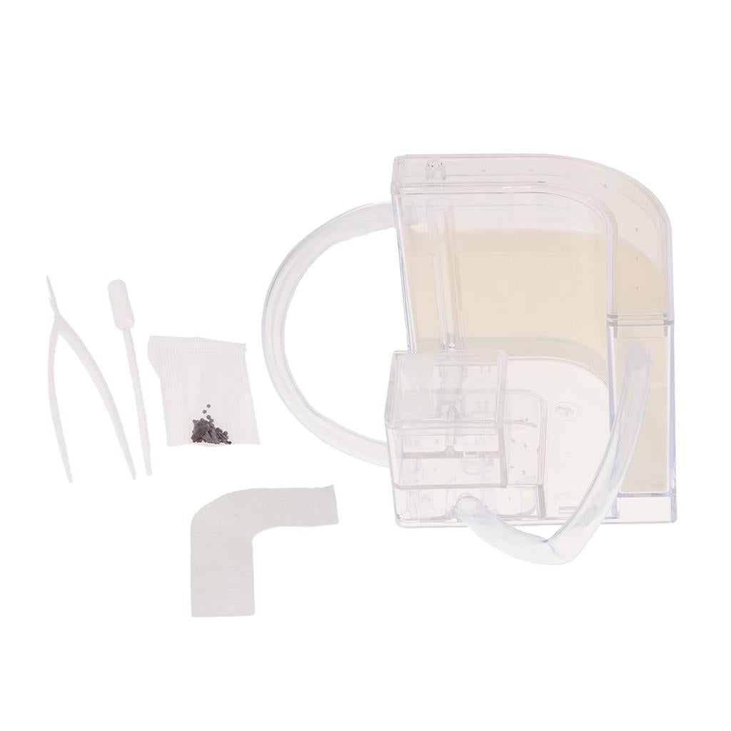 Student Science Magnifier Creative Toy Ant Home Home Transparent
