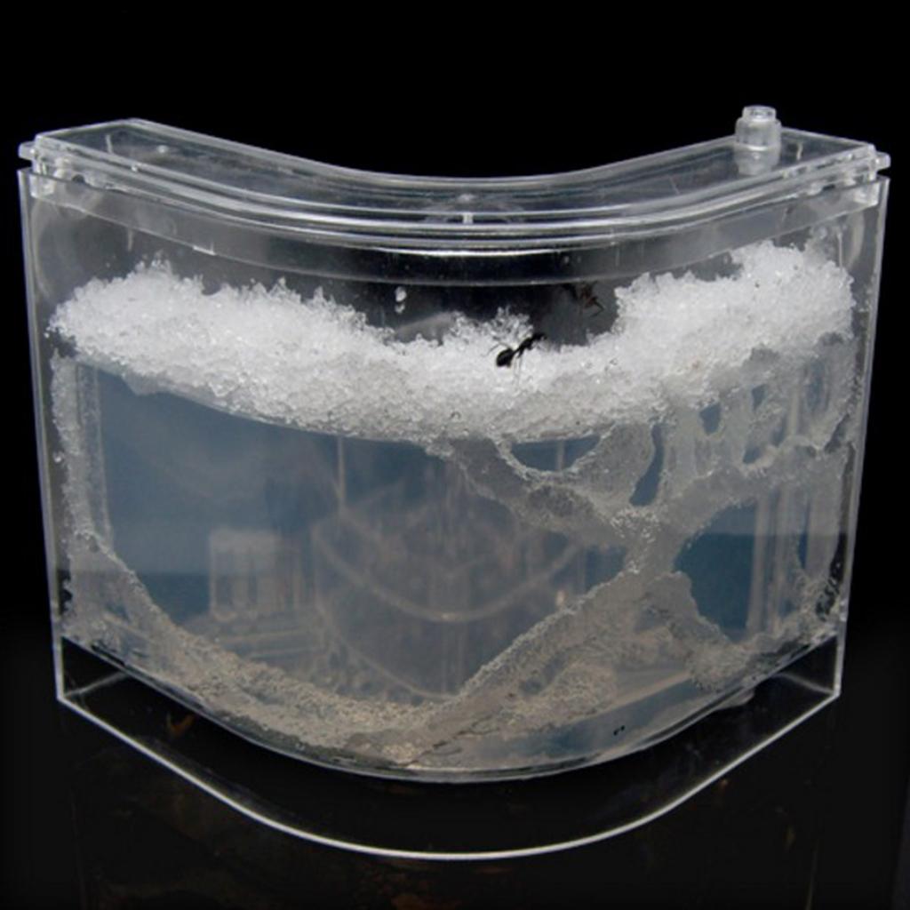 Student Science Magnifier Creative Toy Ant Home Home Transparent