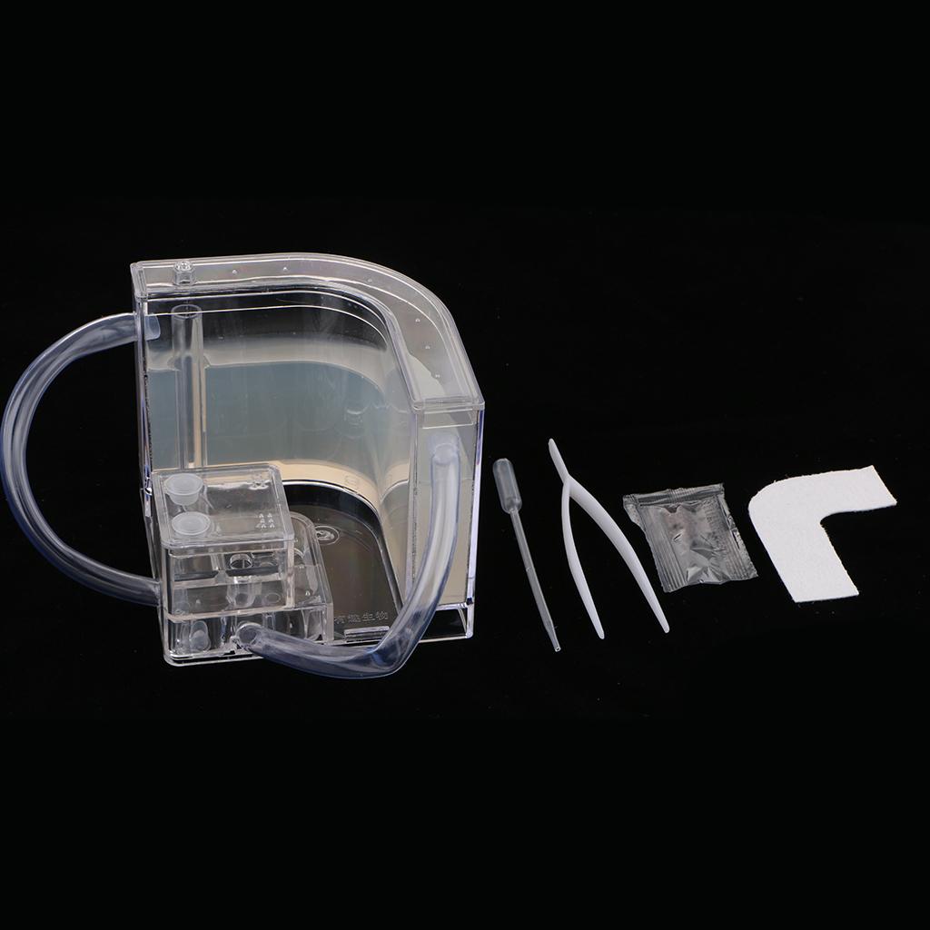 Student Science Magnifier Creative Toy Ant Home Home Transparent