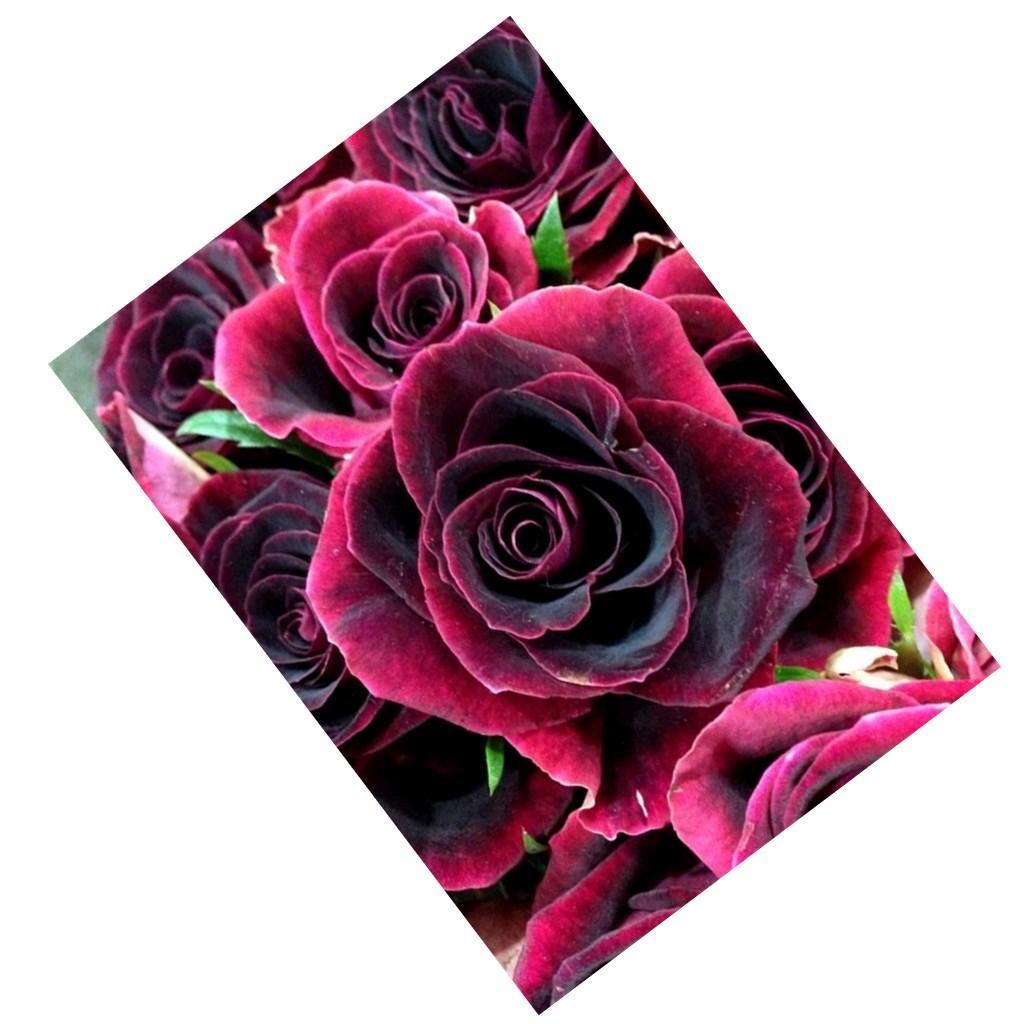 5D Diamond Painting Embroidery DIY Home Wall Decor Rose Flower (Full Drill)