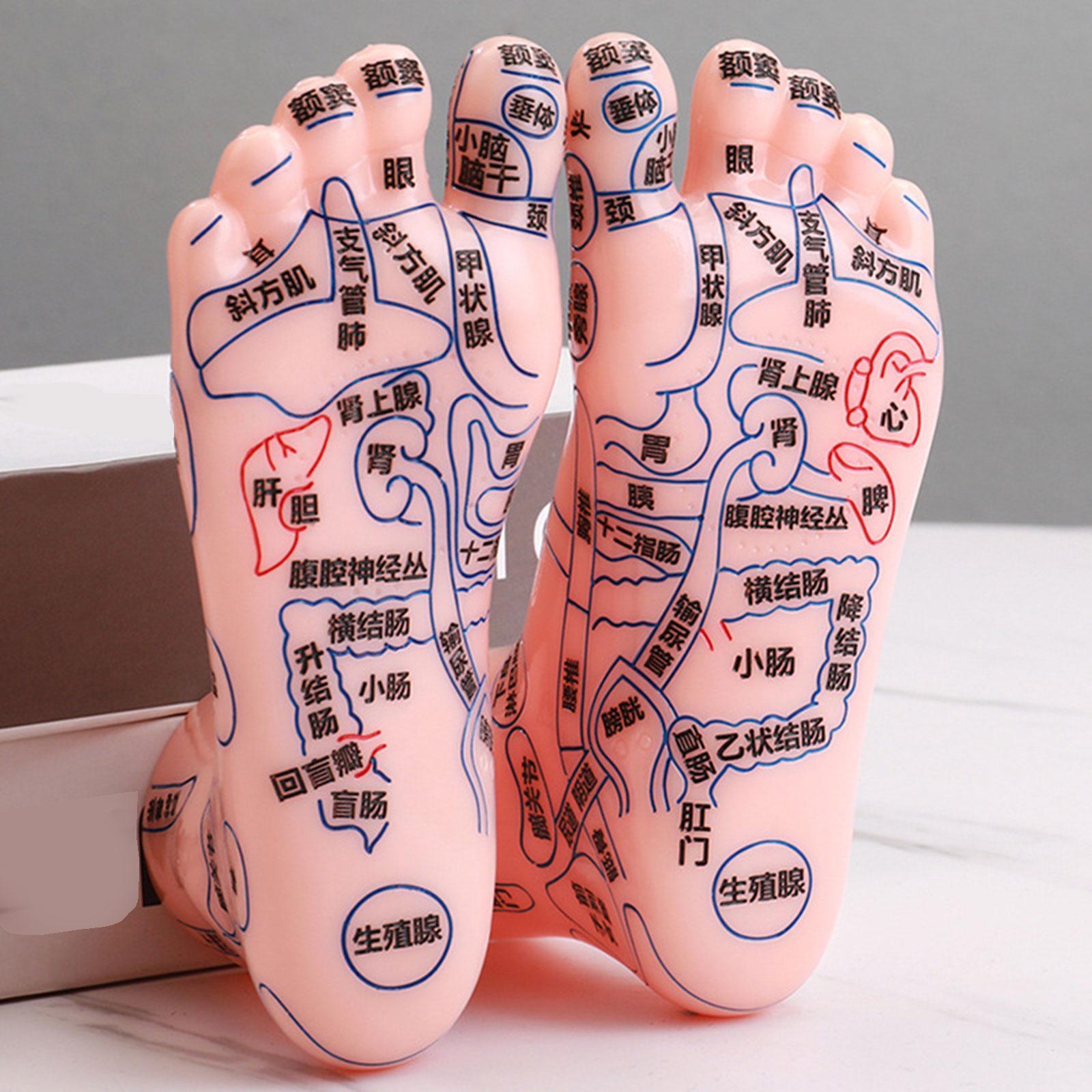 2Pcs Human Foot Model Practical Clear Words Learning Tool Foot Massage Model
