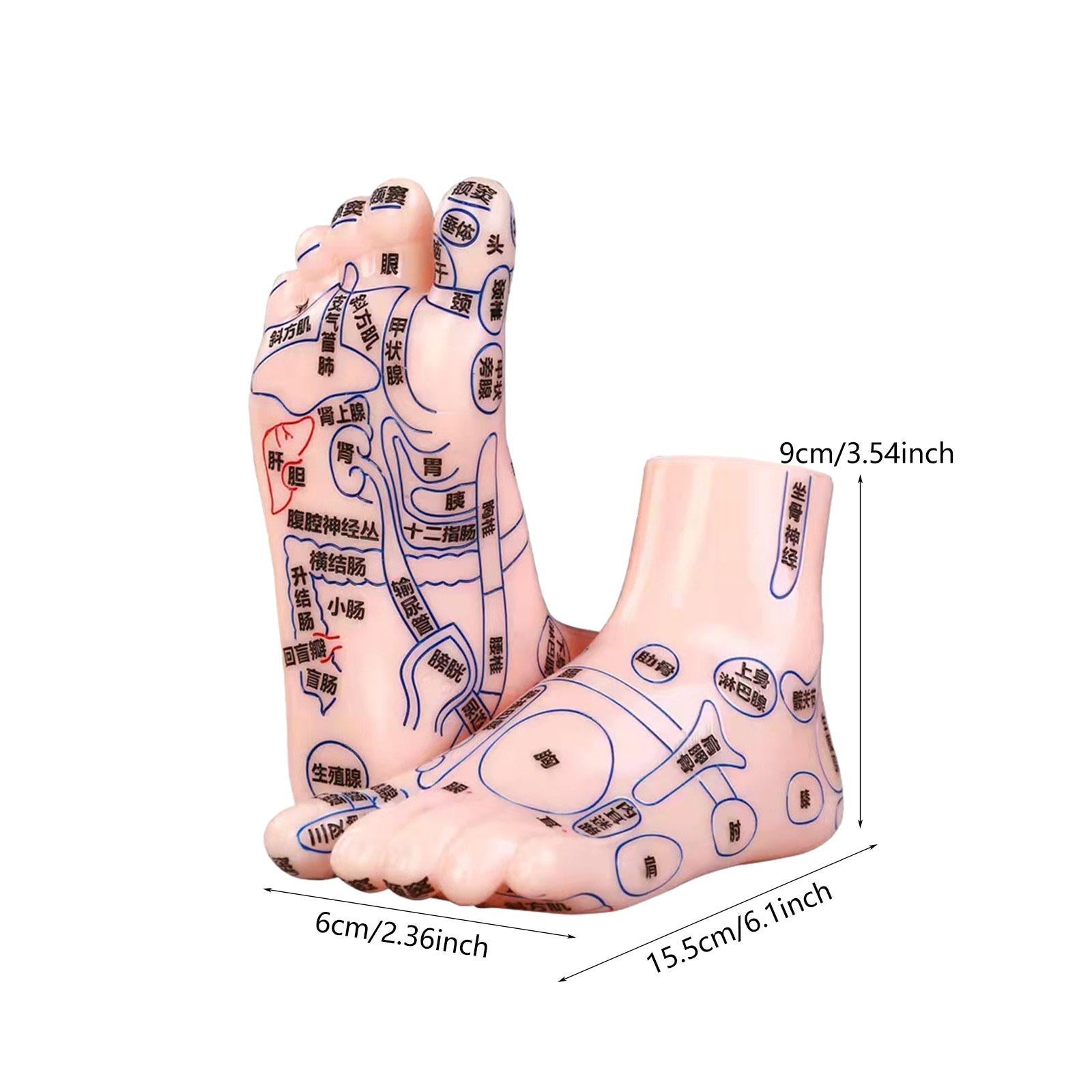 2Pcs Human Foot Model Practical Clear Words Learning Tool Foot Massage Model