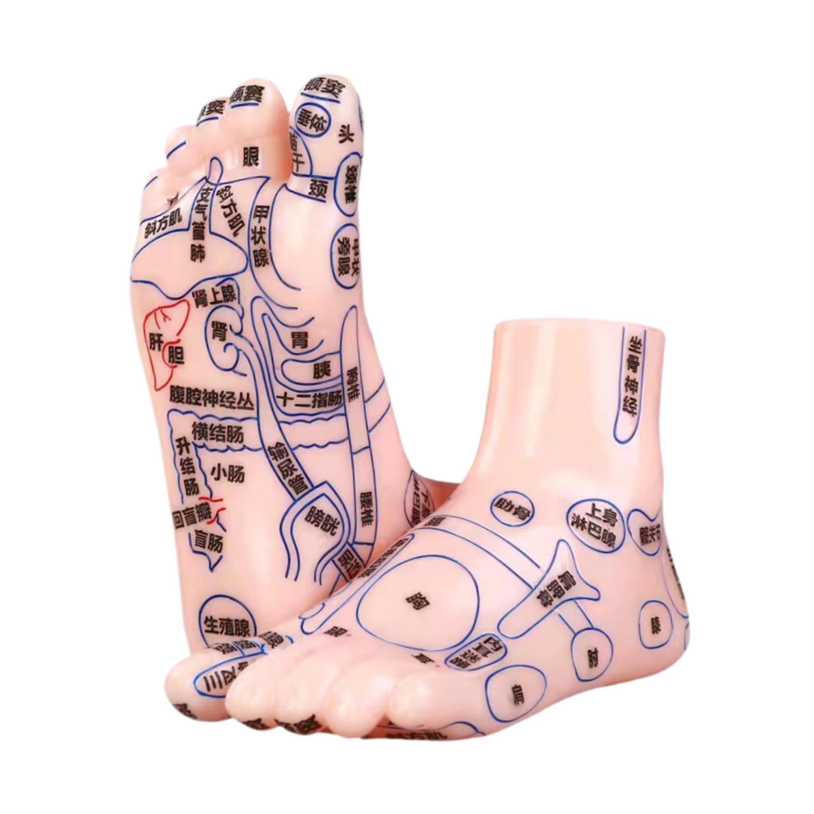2Pcs Human Foot Model Practical Clear Words Learning Tool Foot Massage Model