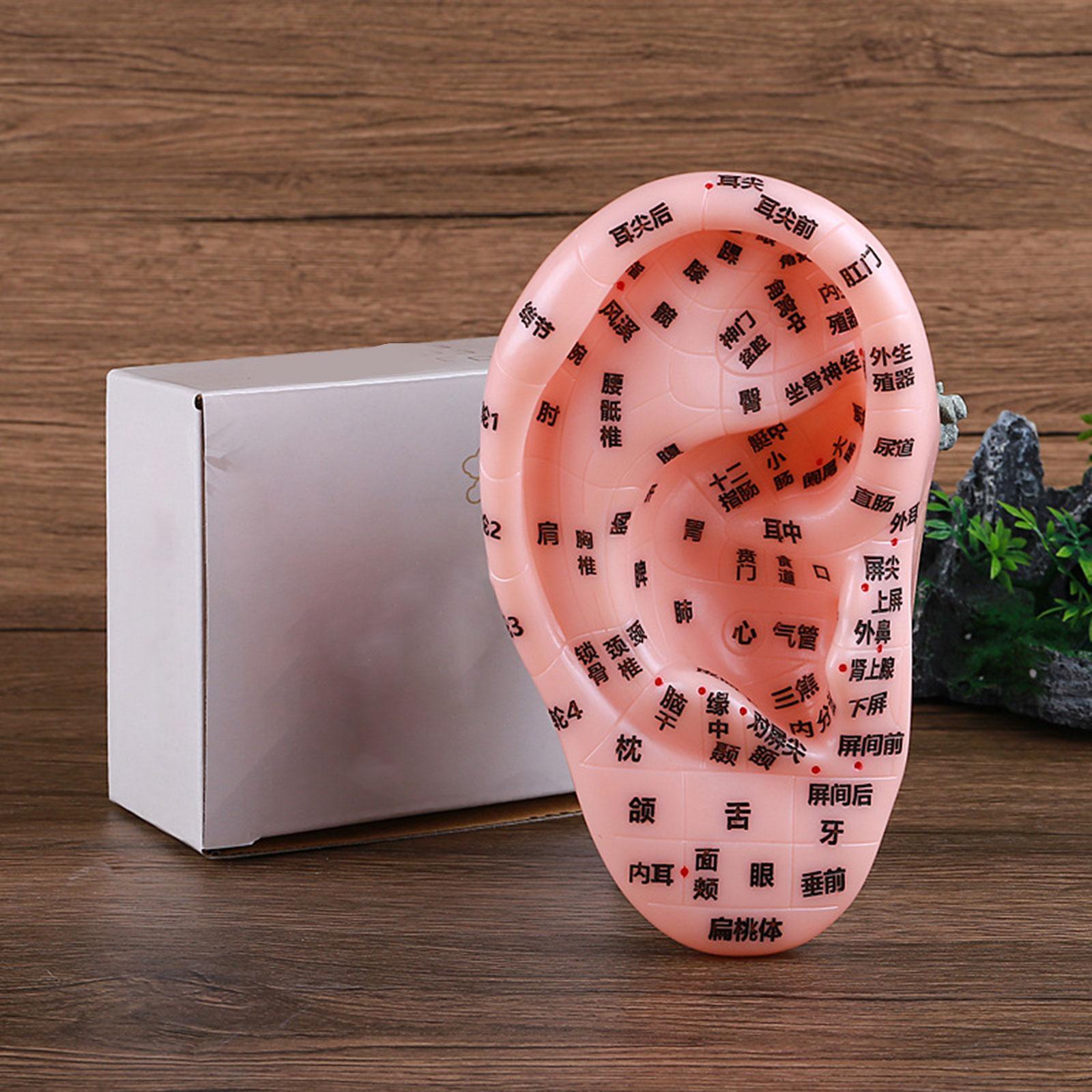 Human Ear Acupoint Massage Practice Tool for Practice Learning Demonstration