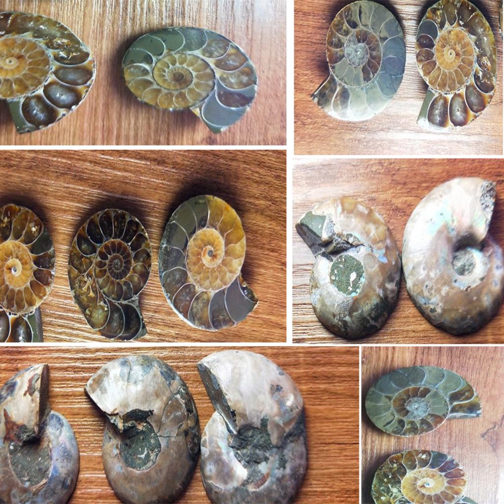 2pcs Natural Ammonite Shell Gemstone for Pendant Necklace Jewelry Making