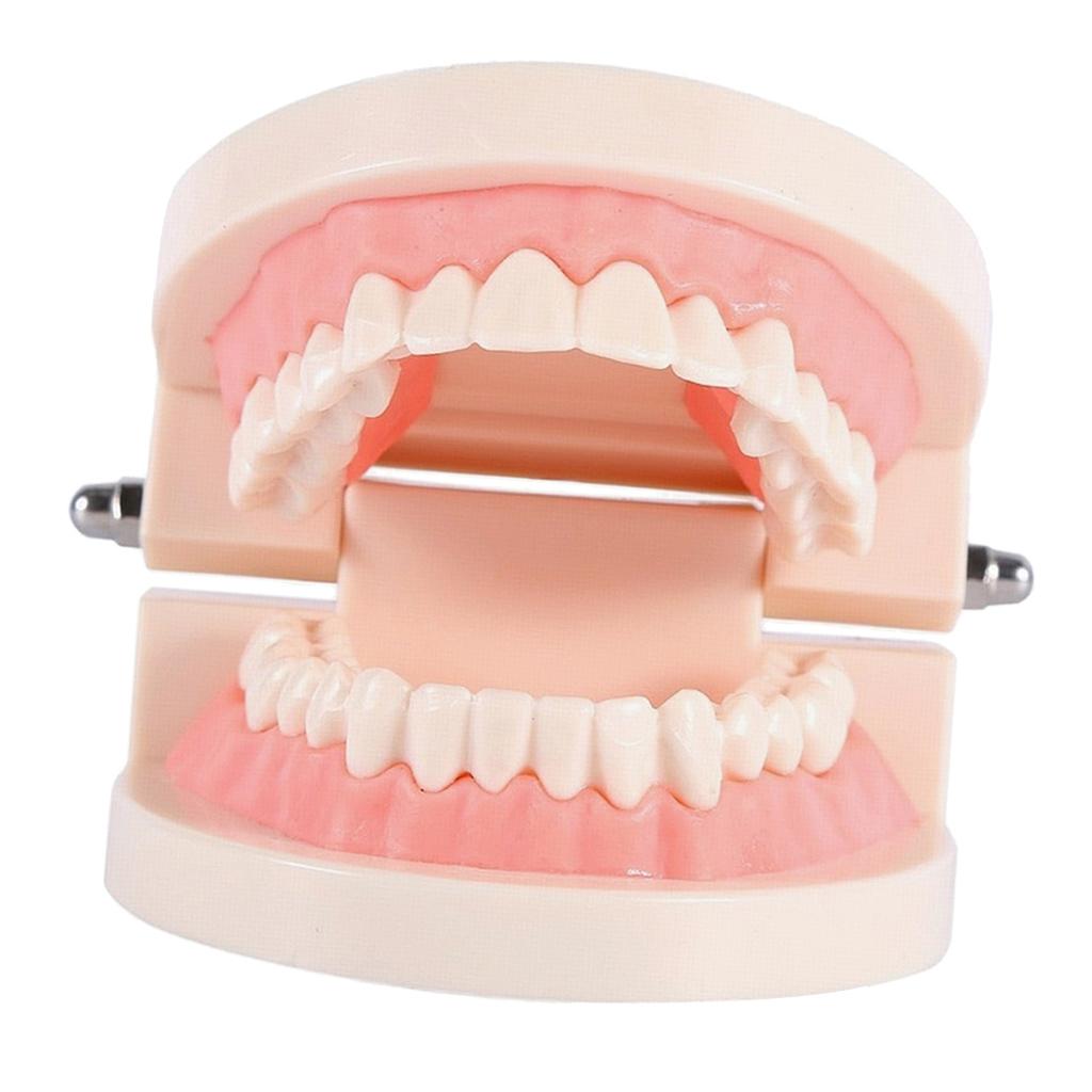 Teeth Teaching Model Standard Teeth Model Adult Teeth Model