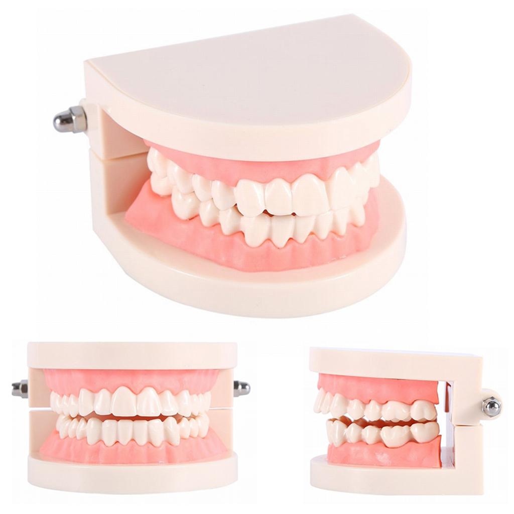 Teeth Teaching Model Standard Teeth Model Adult Teeth Model