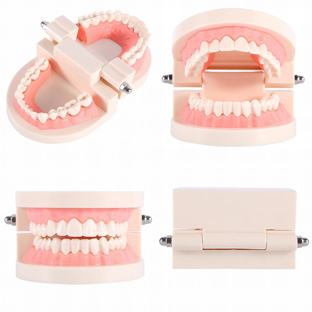 Teeth Teaching Model Standard Teeth Model Adult Teeth Model