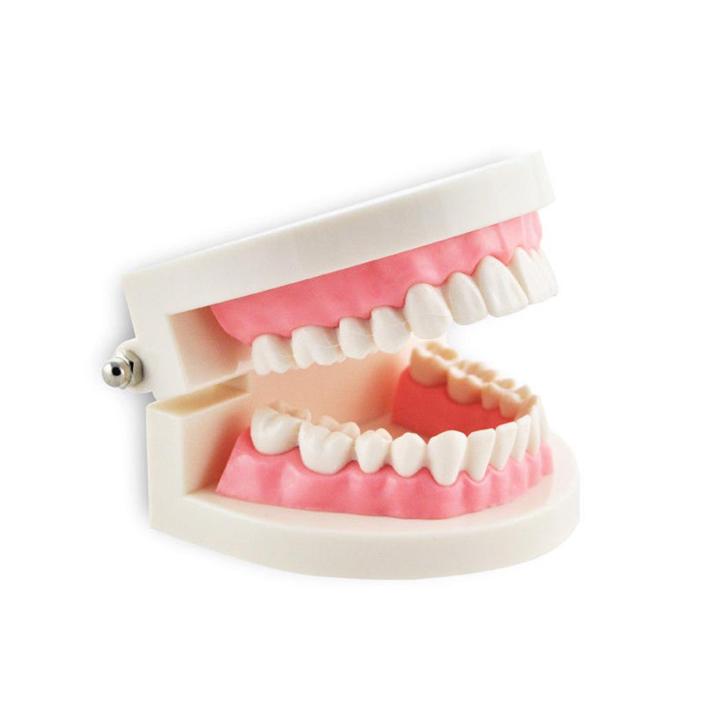 Teeth Teaching Model Standard Teeth Model Adult Teeth Model