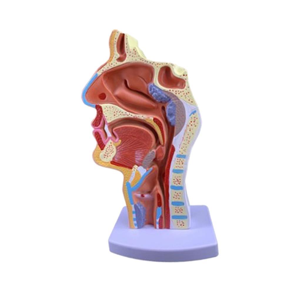 Human Anatomical Nasal Cavity Throat Anatomy Medical Model 4.7×4.7×9.5 inches
